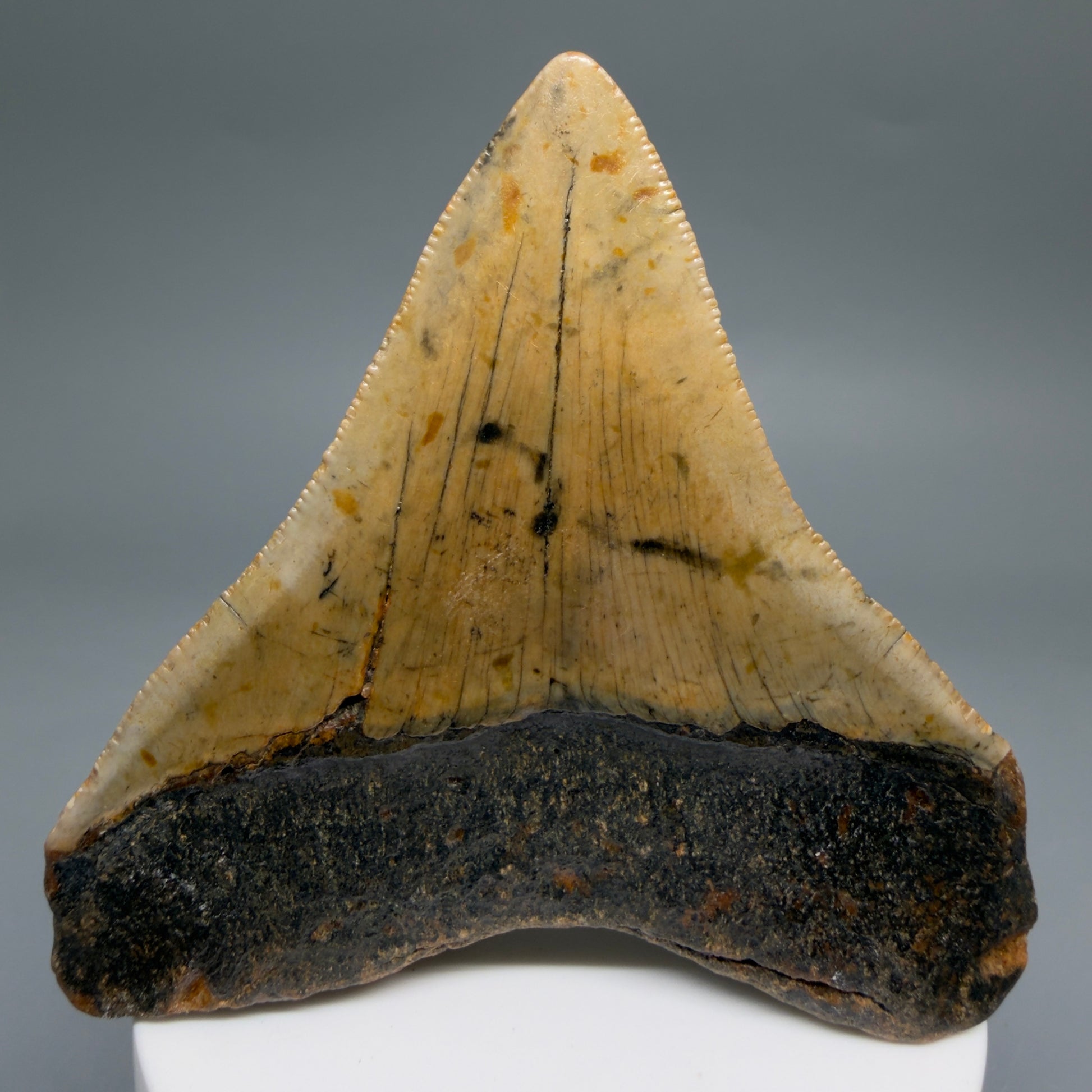 Back View Colorful 3.17" Fossil Megalodon Tooth from North Carolina - megalodonteeth.com CM6501