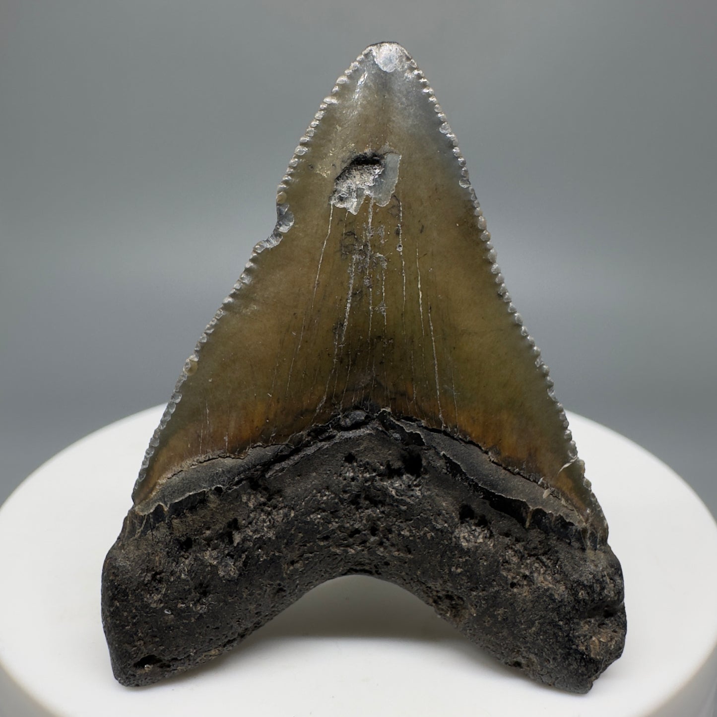 Baby anterior 1.81" Fossil Megalodon Shark Tooth from South Carolina CM5263 - Back