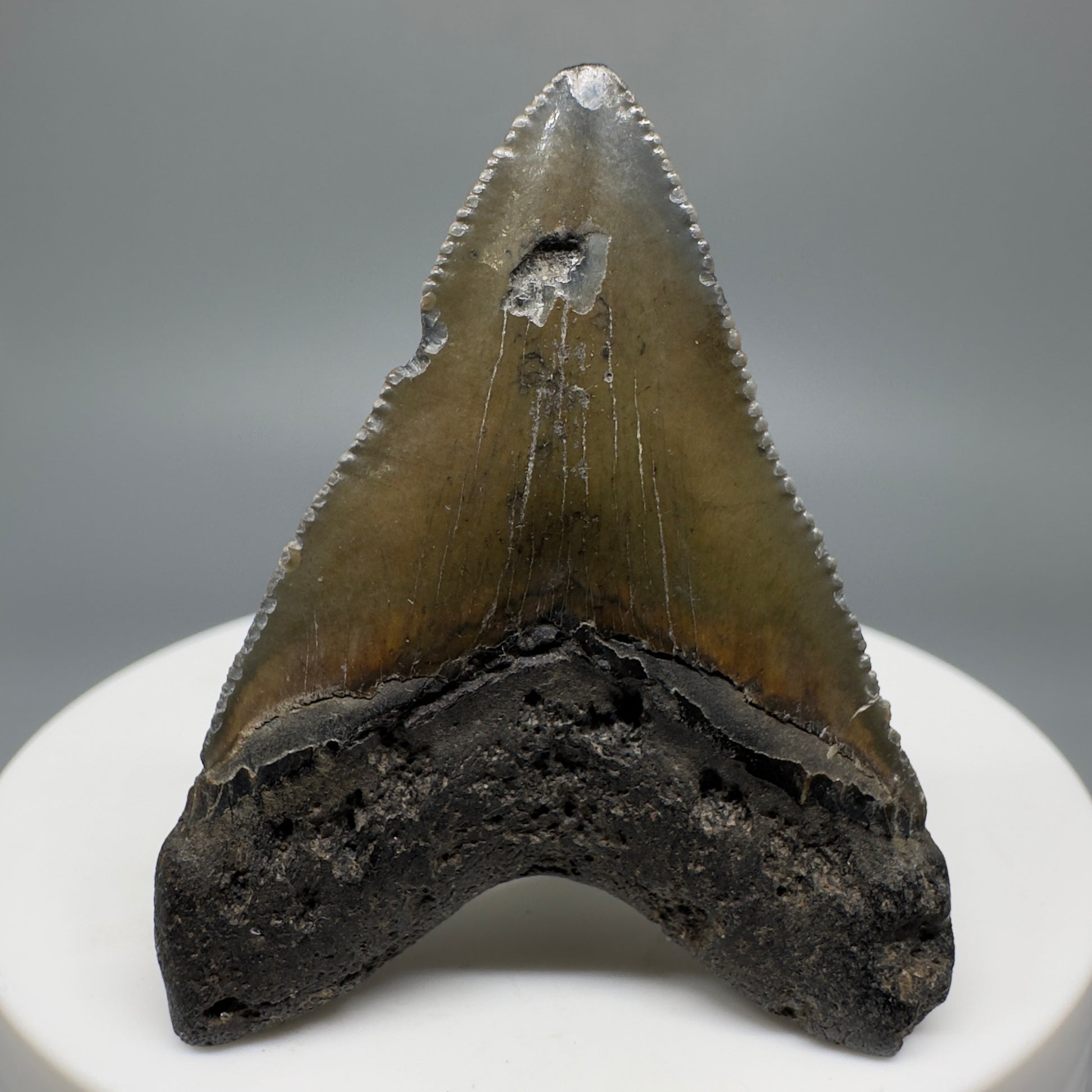 Baby anterior 1.81" Fossil Megalodon Shark Tooth from South Carolina CM5263 - Back
