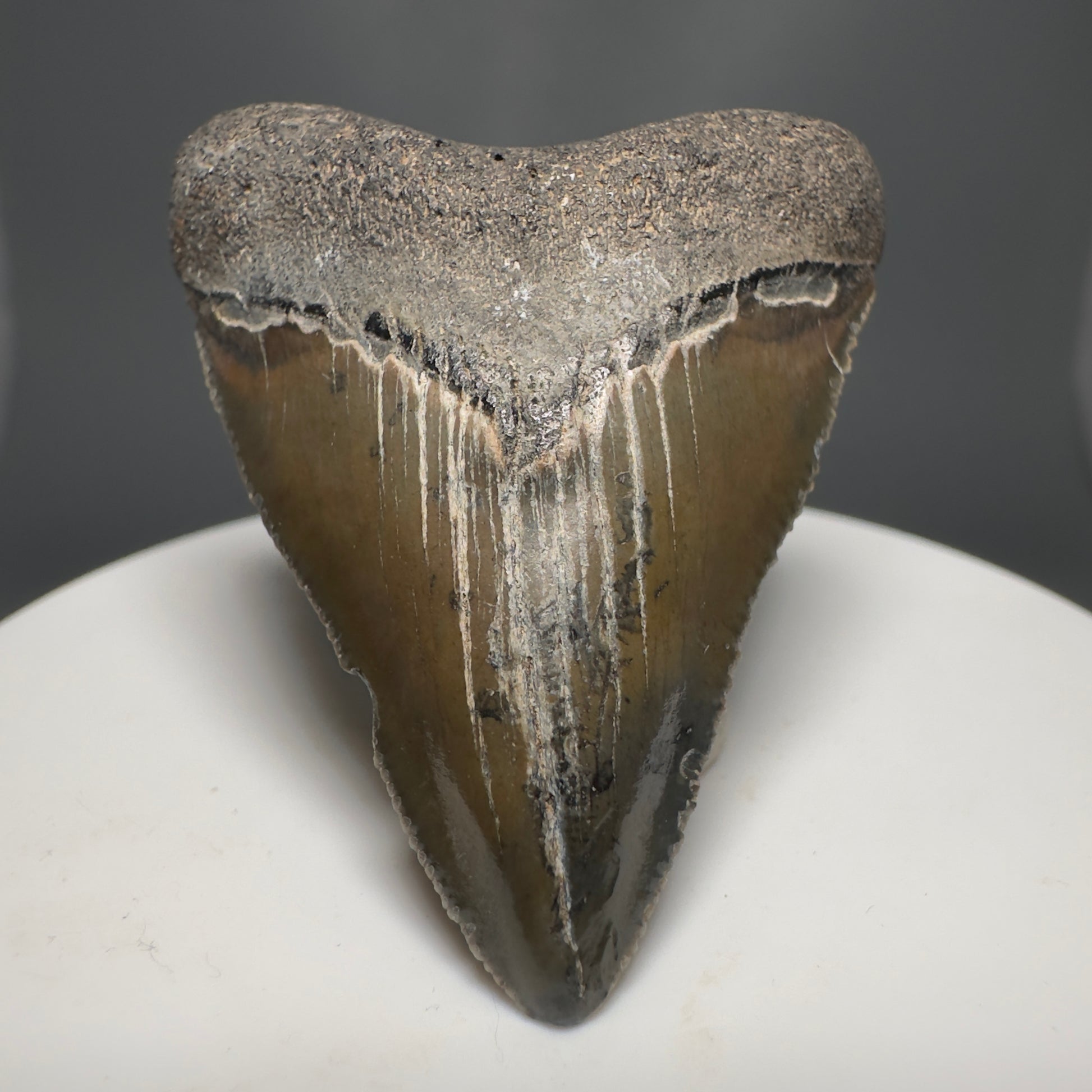 Baby anterior 1.81" Fossil Megalodon Shark Tooth from South Carolina CM5263 - front 1