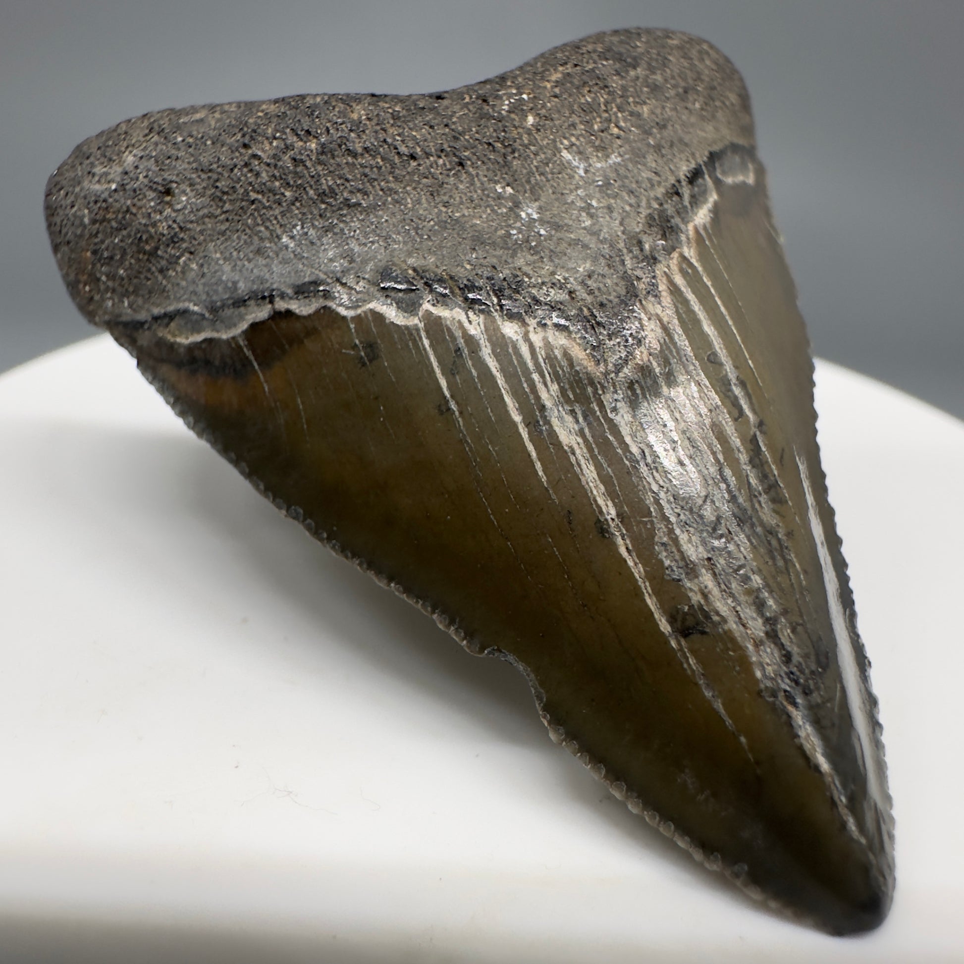 Baby anterior 1.81" Fossil Megalodon Shark Tooth from South Carolina CM5263 - front Left