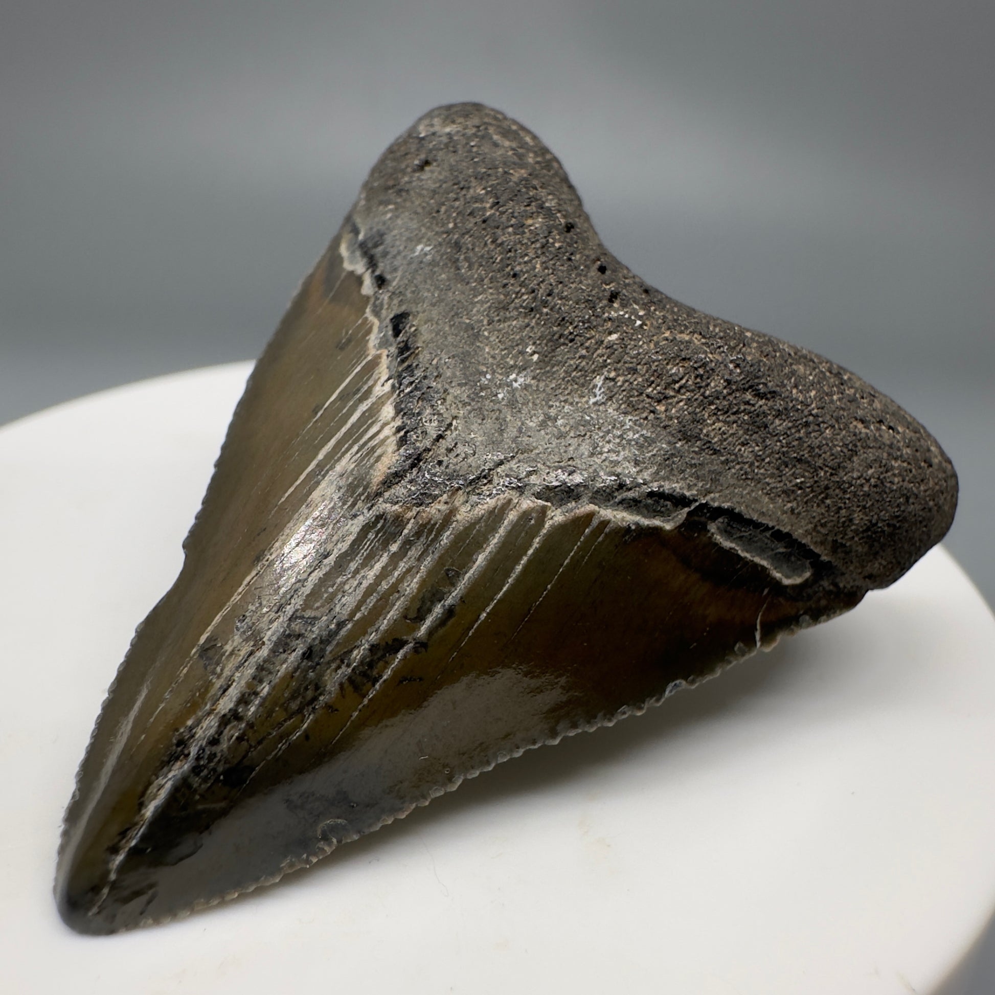 Baby anterior 1.81" Fossil Megalodon Shark Tooth from South Carolina CM5263 - front Back