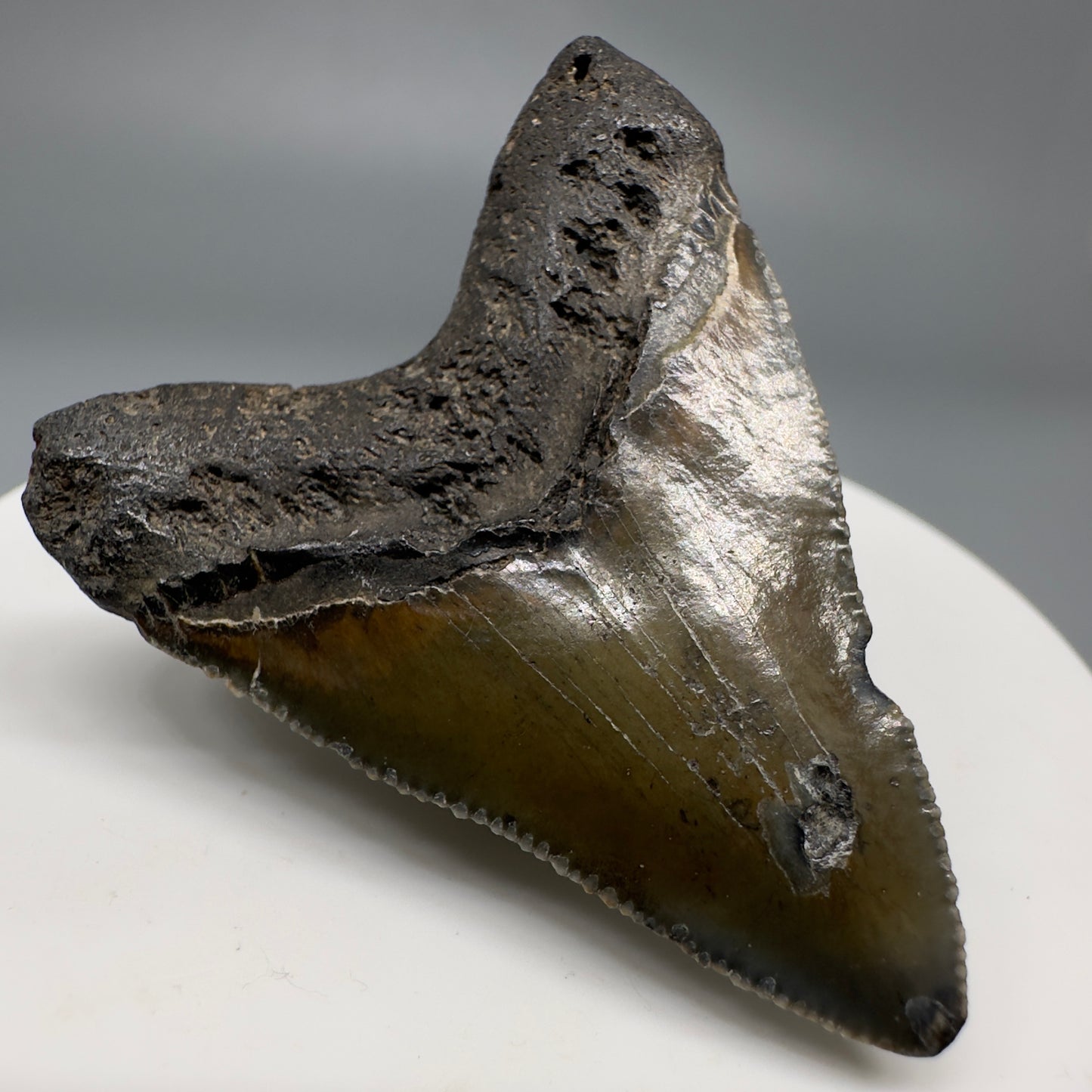 Baby anterior 1.81" Fossil Megalodon Shark Tooth from South Carolina CM5263 - Back Left