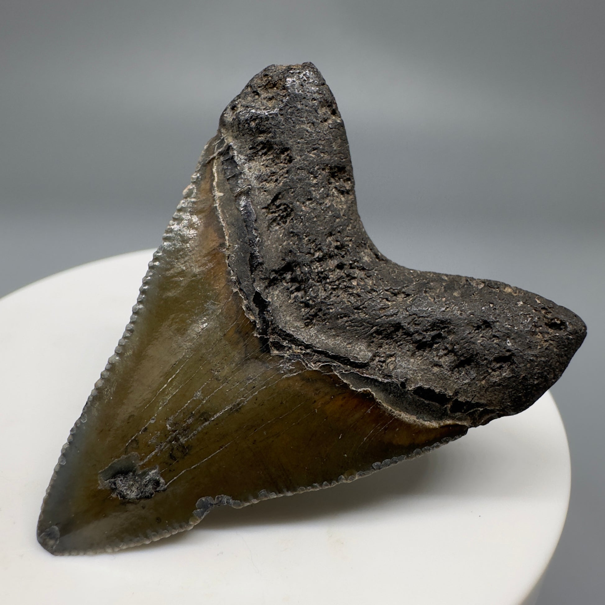 Baby anterior 1.81" Fossil Megalodon Shark Tooth from South Carolina CM5263 - Back Right