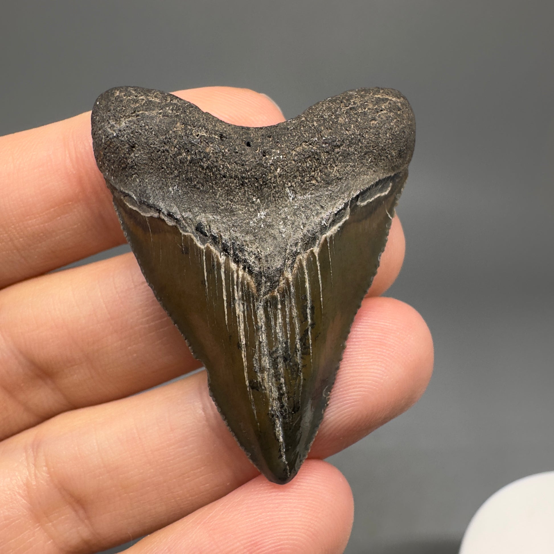 Baby anterior 1.81" Fossil Megalodon Shark Tooth from South Carolina CM5263 - front 3
