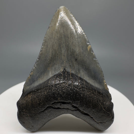 Small 1.91" Fossil Megalodon Shark Tooth from South Carolina CM5262 - Front