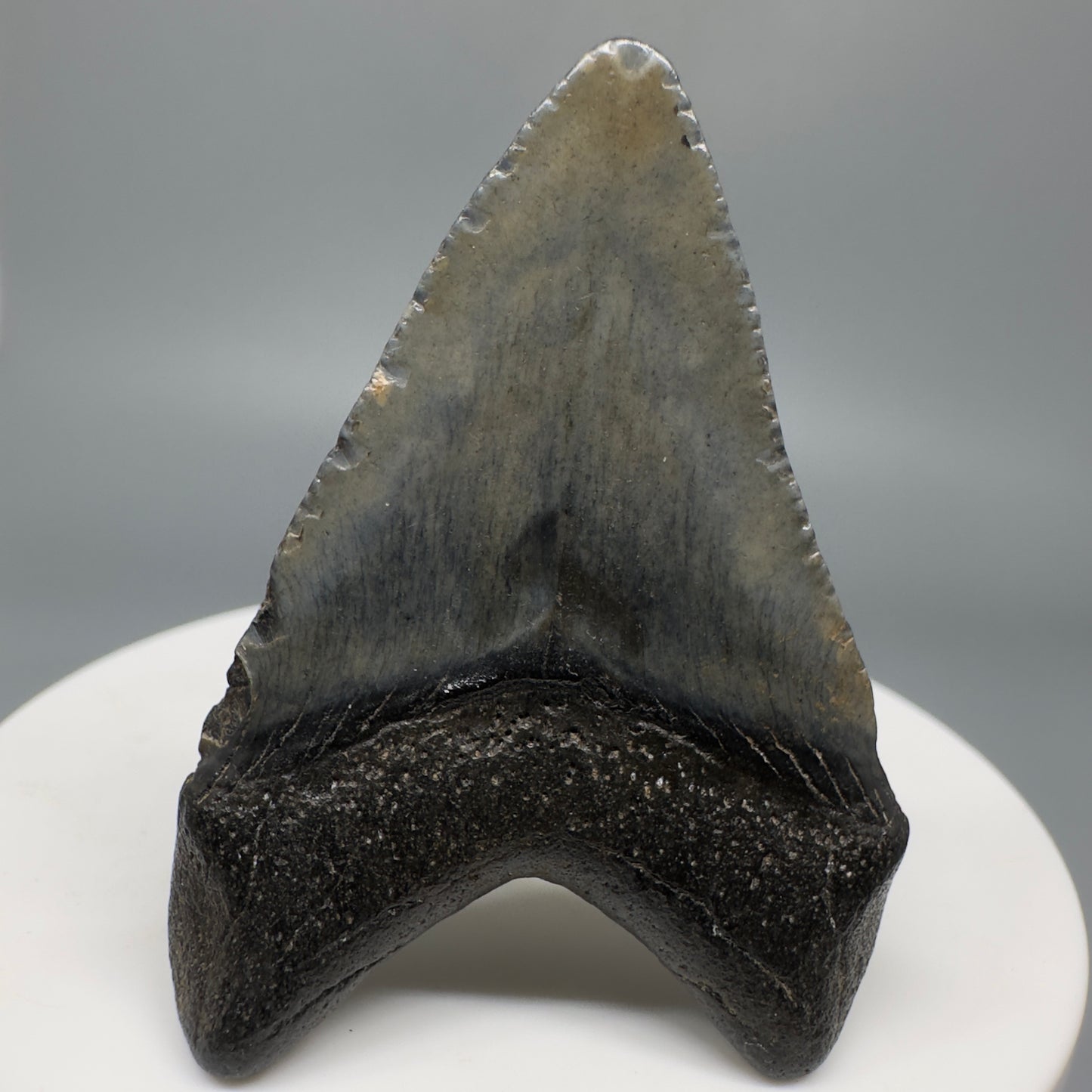Small 1.91" Fossil Megalodon Shark Tooth from South Carolina CM5262 - Back