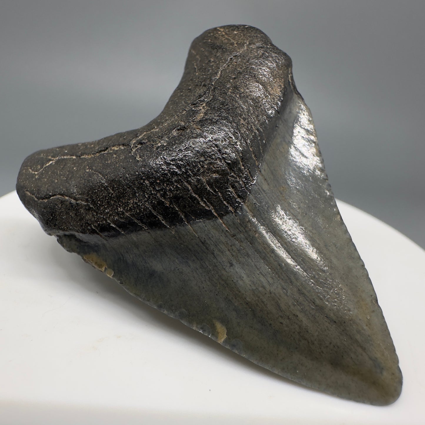 Small 1.91" Fossil Megalodon Shark Tooth from South Carolina CM5262 - Front Left