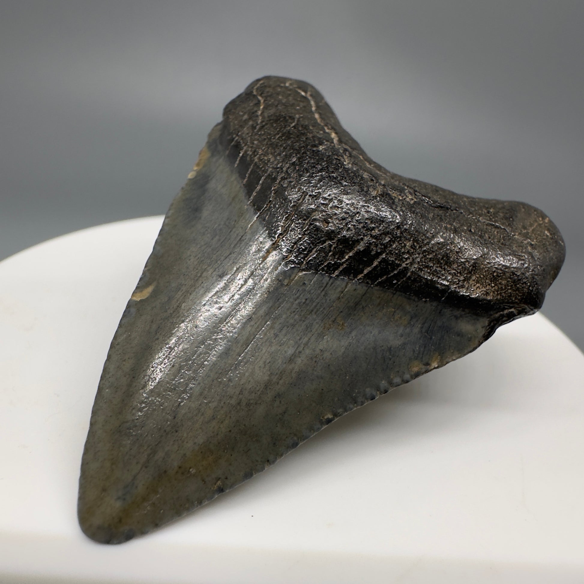 Small 1.91" Fossil Megalodon Shark Tooth from South Carolina CM5262 - Front Right