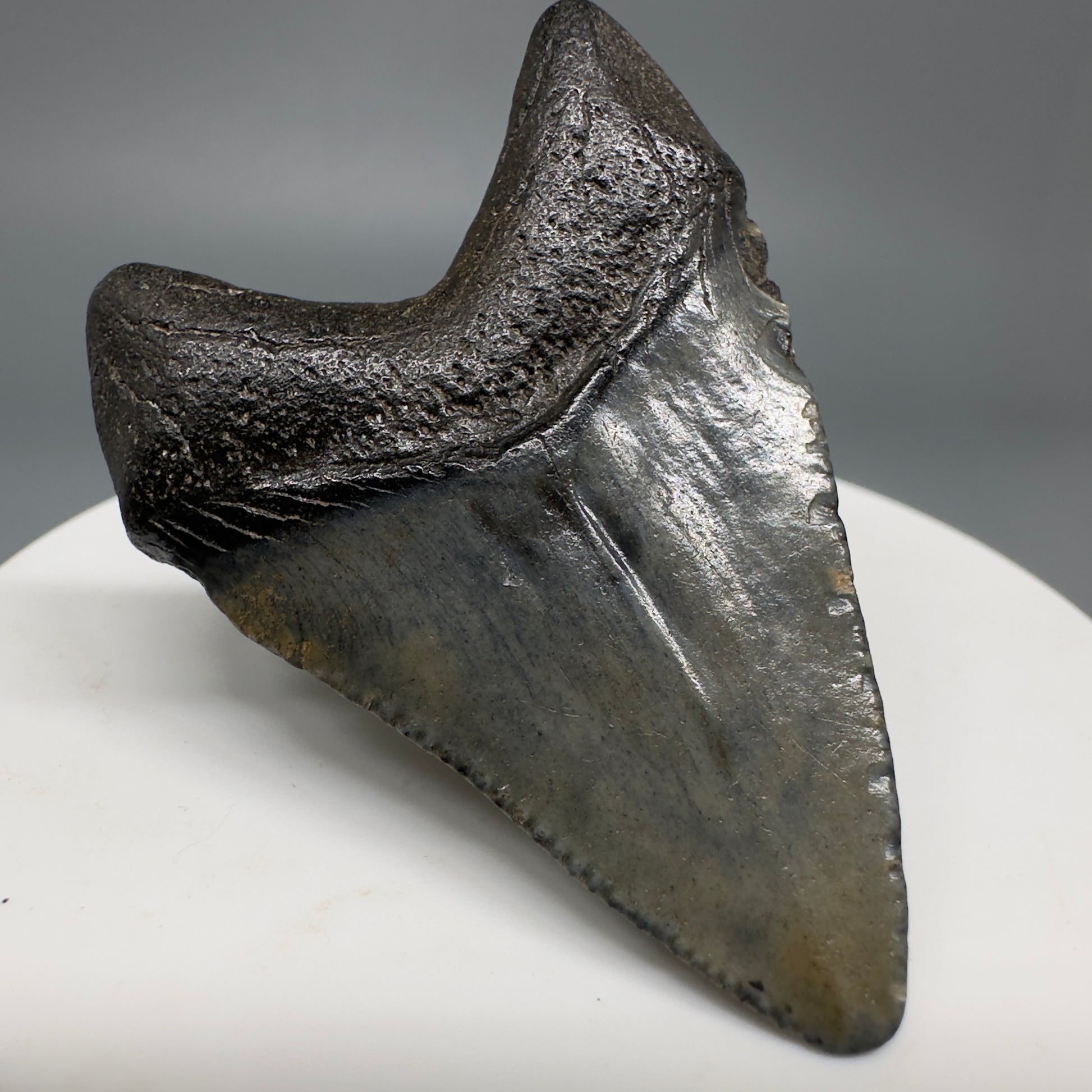 Small 1.91" Fossil Megalodon Shark Tooth from South Carolina CM5262 - Back Left