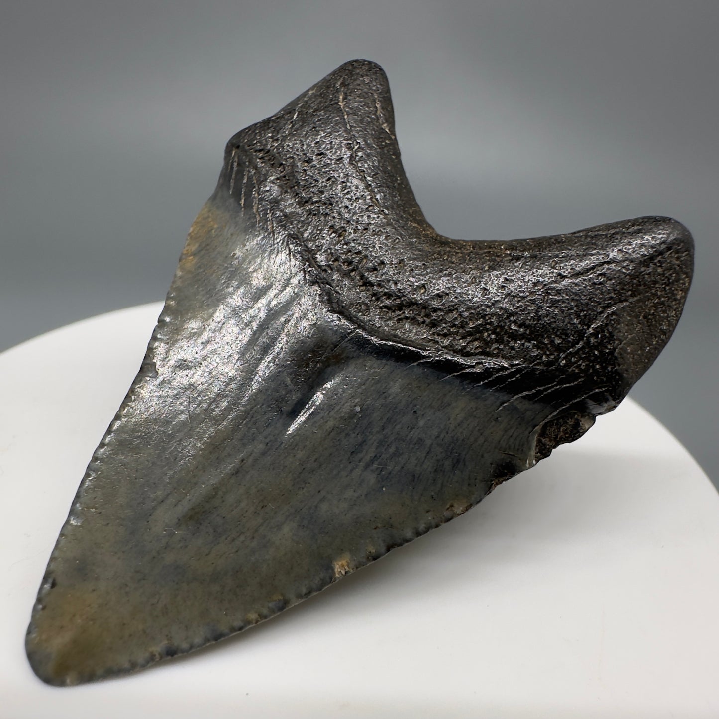 Small 1.91" Fossil Megalodon Shark Tooth from South Carolina CM5262 - Back Right