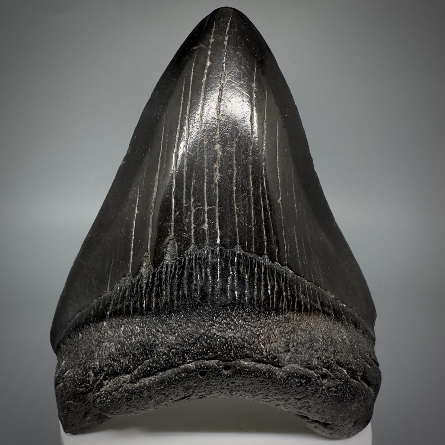 Jet Black 3.78" Fossil Megalodon Shark Tooth from South Carolina CM5282 - Front
