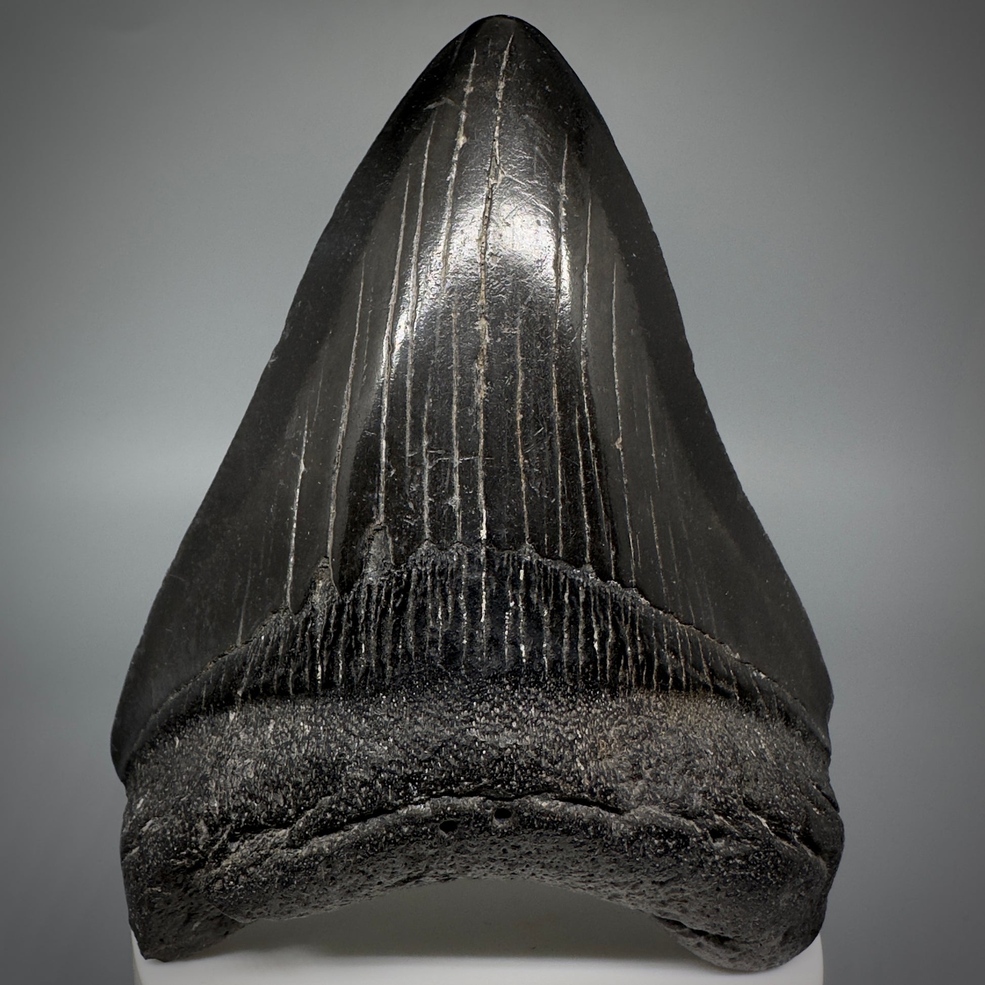 Jet Black 3.78" Fossil Megalodon Shark Tooth from South Carolina CM5282 - Front