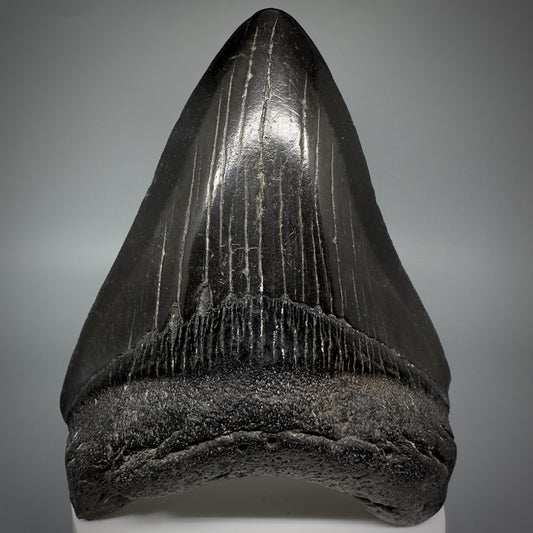 Jet Black 3.78" Fossil Megalodon Shark Tooth from South Carolina CM5282 - Front