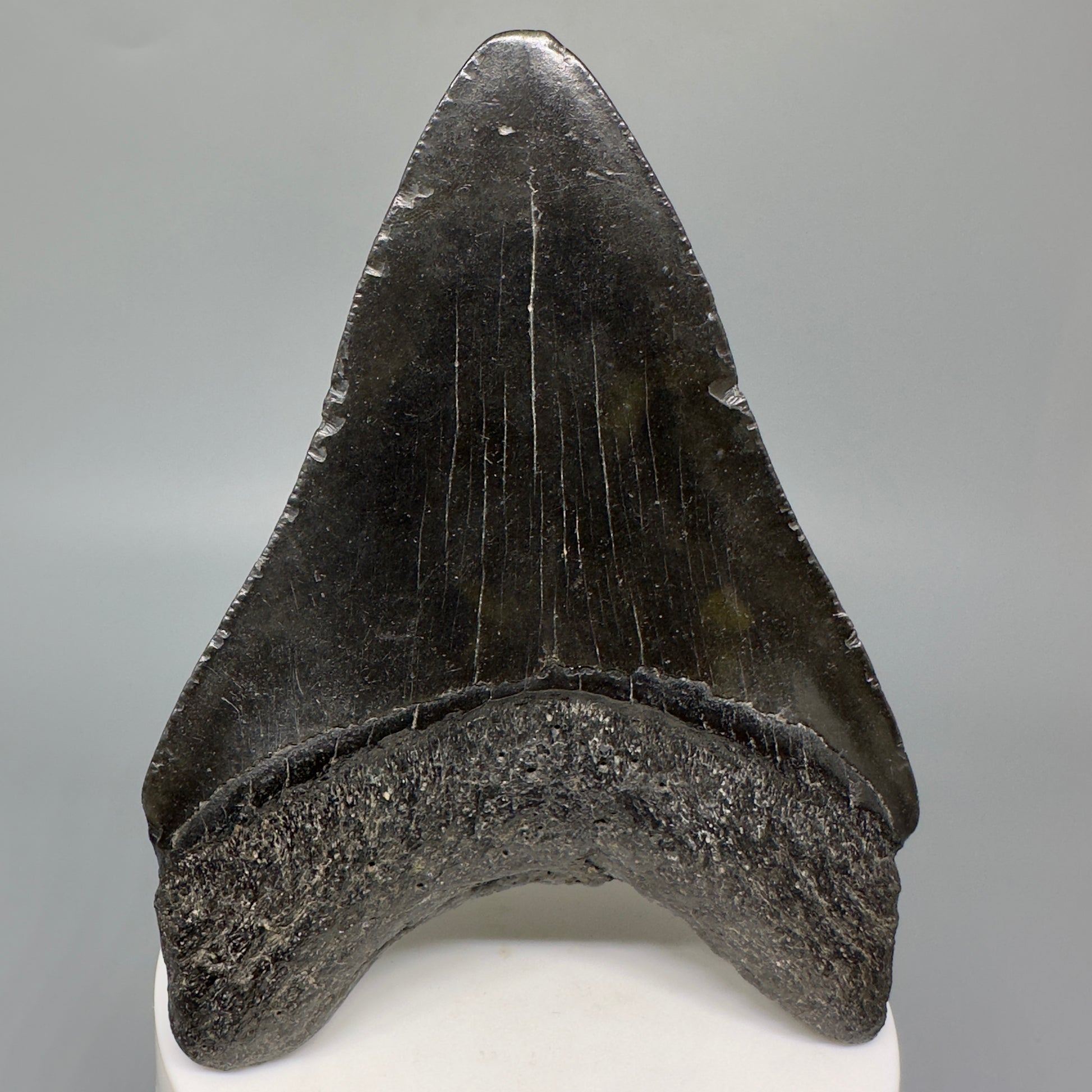 Jet Black 3.78" Fossil Megalodon Shark Tooth from South Carolina CM5282 - Back