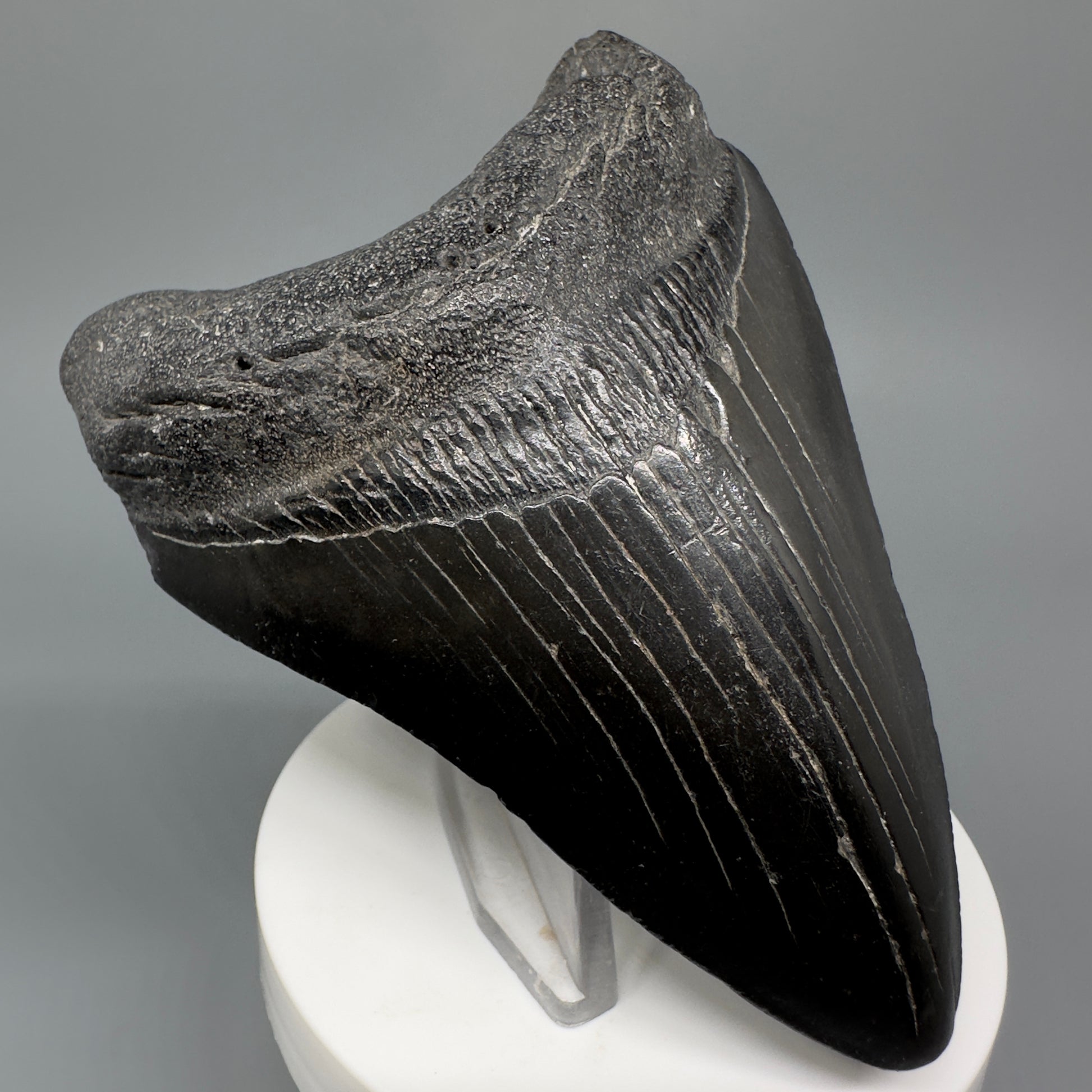Jet Black 3.78" Fossil Megalodon Shark Tooth from South Carolina CM5282 - Front Left