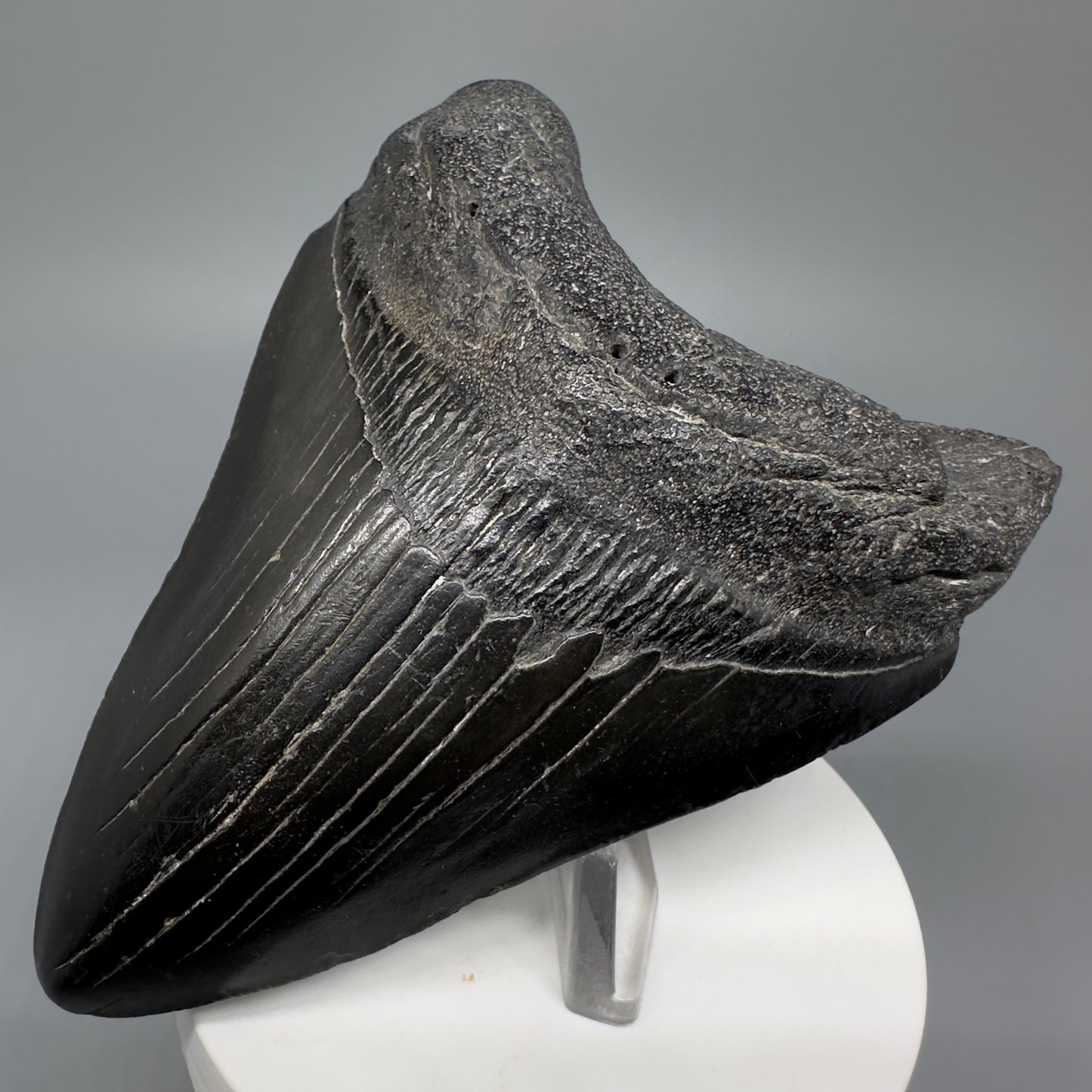 Jet Black 3.78" Fossil Megalodon Shark Tooth from South Carolina CM5282 - Front Right