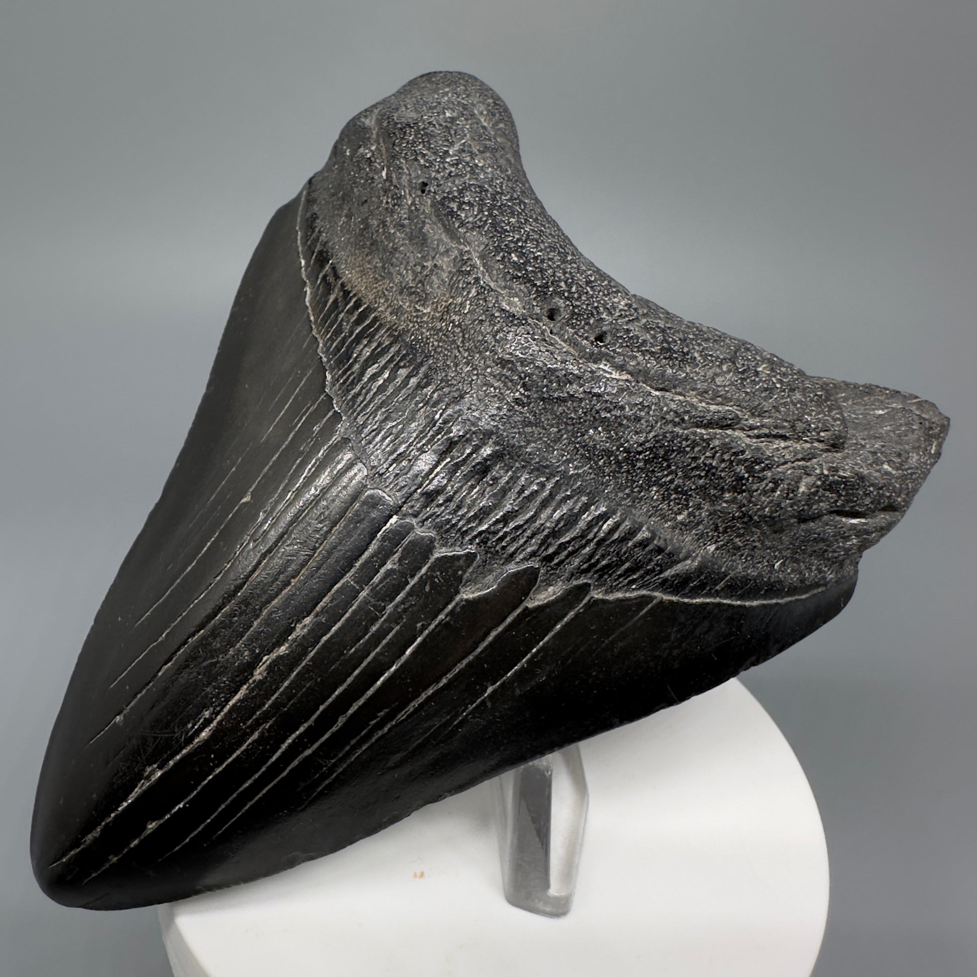 Jet Black 3.78" Fossil Megalodon Shark Tooth from South Carolina CM5282 - Front Right