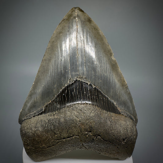 Colorful, sharply serrated 3.93" Fossil Megalodon Shark Tooth from South Carolina CM5284 - Front