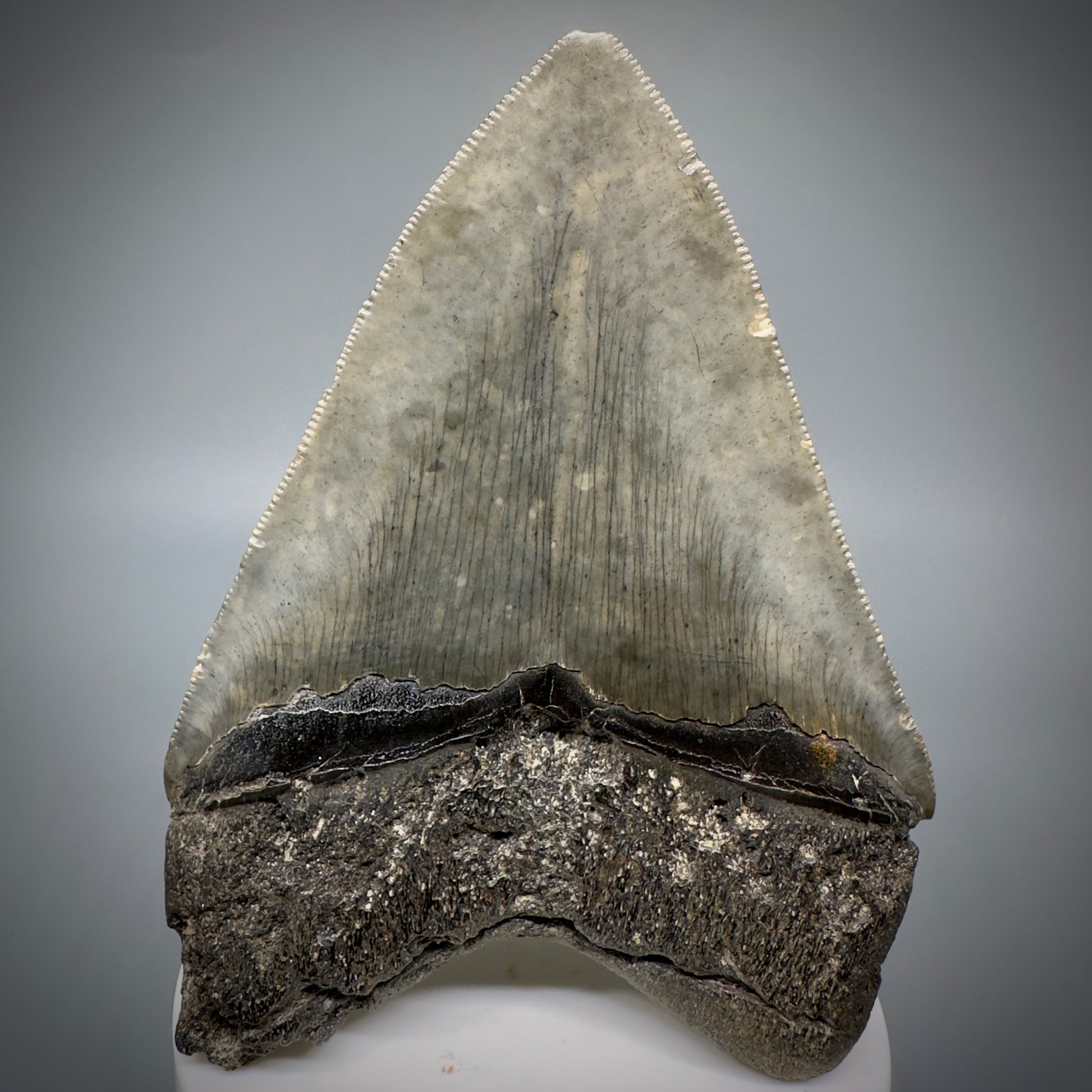 Colorful, sharply serrated 3.93" Fossil Megalodon Shark Tooth from South Carolina CM5284 - Back 