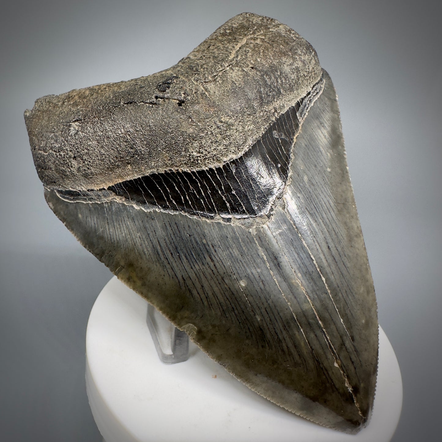 Colorful, sharply serrated 3.93" Fossil Megalodon Shark Tooth from South Carolina CM5284 - Front Left