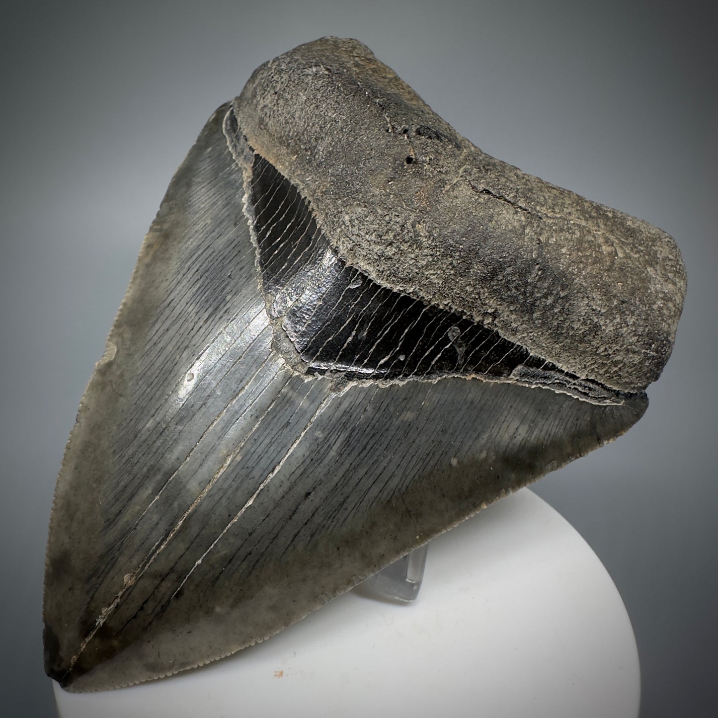Colorful, sharply serrated 3.93" Fossil Megalodon Shark Tooth from South Carolina CM5284 - Front Right