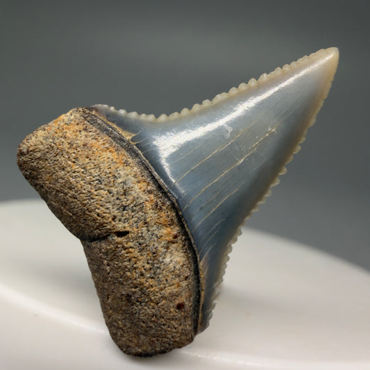 Front View Very colorful, sharply serrated 1.08" long Fossil Great White Tooth from the deserts of Peru GW1258