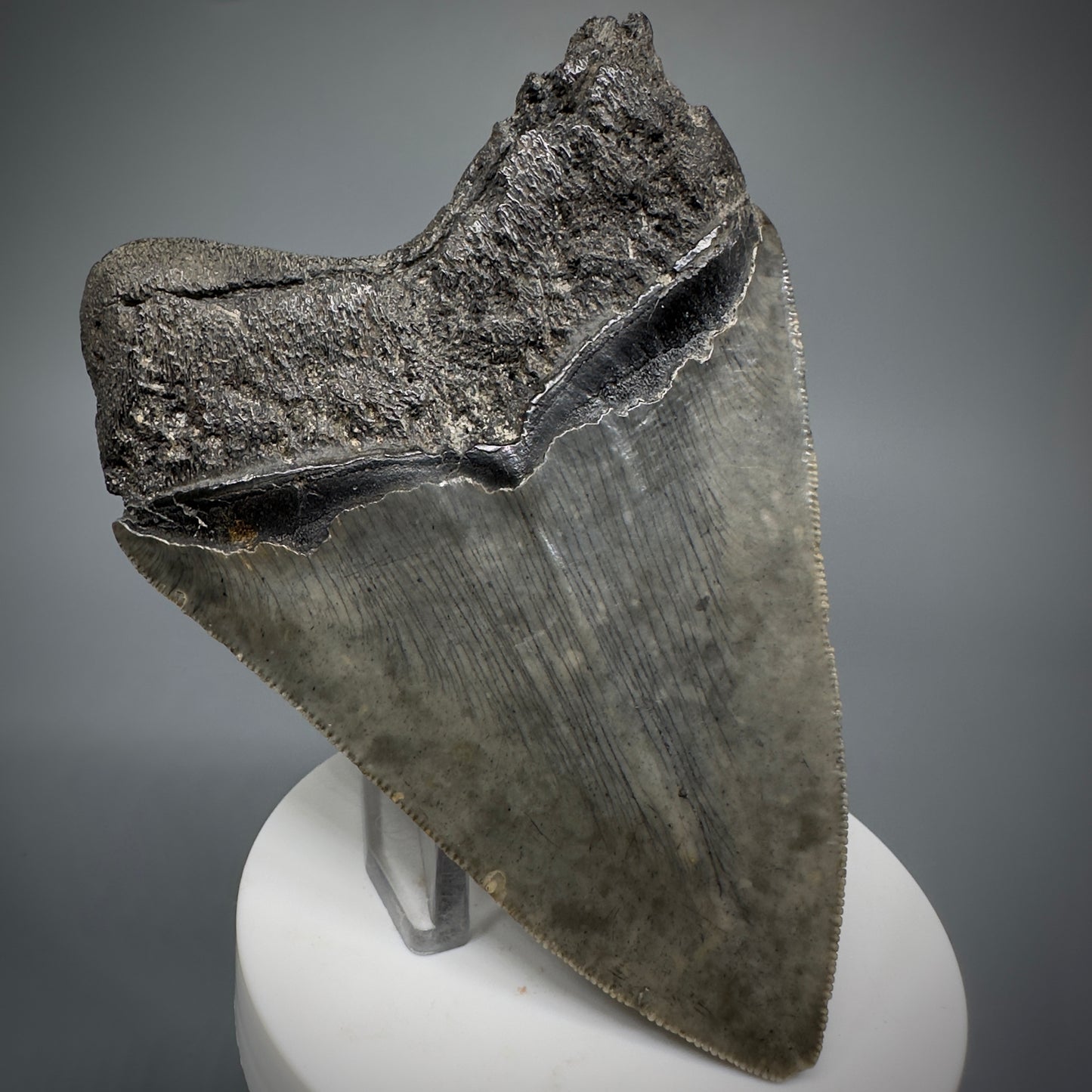 Colorful, sharply serrated 3.93" Fossil Megalodon Shark Tooth from South Carolina CM5284 - Back Left