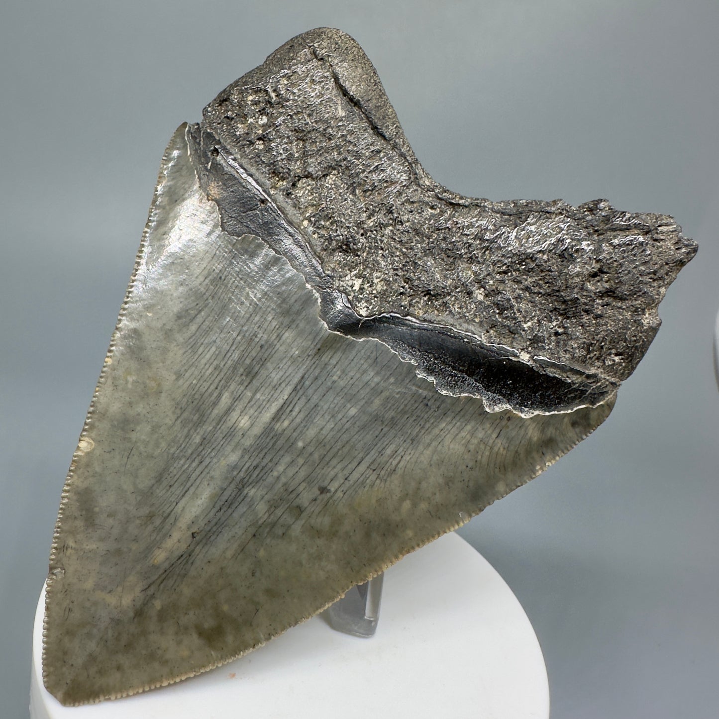 Colorful, sharply serrated 3.93" Fossil Megalodon Shark Tooth from South Carolina CM5284 - Back Right