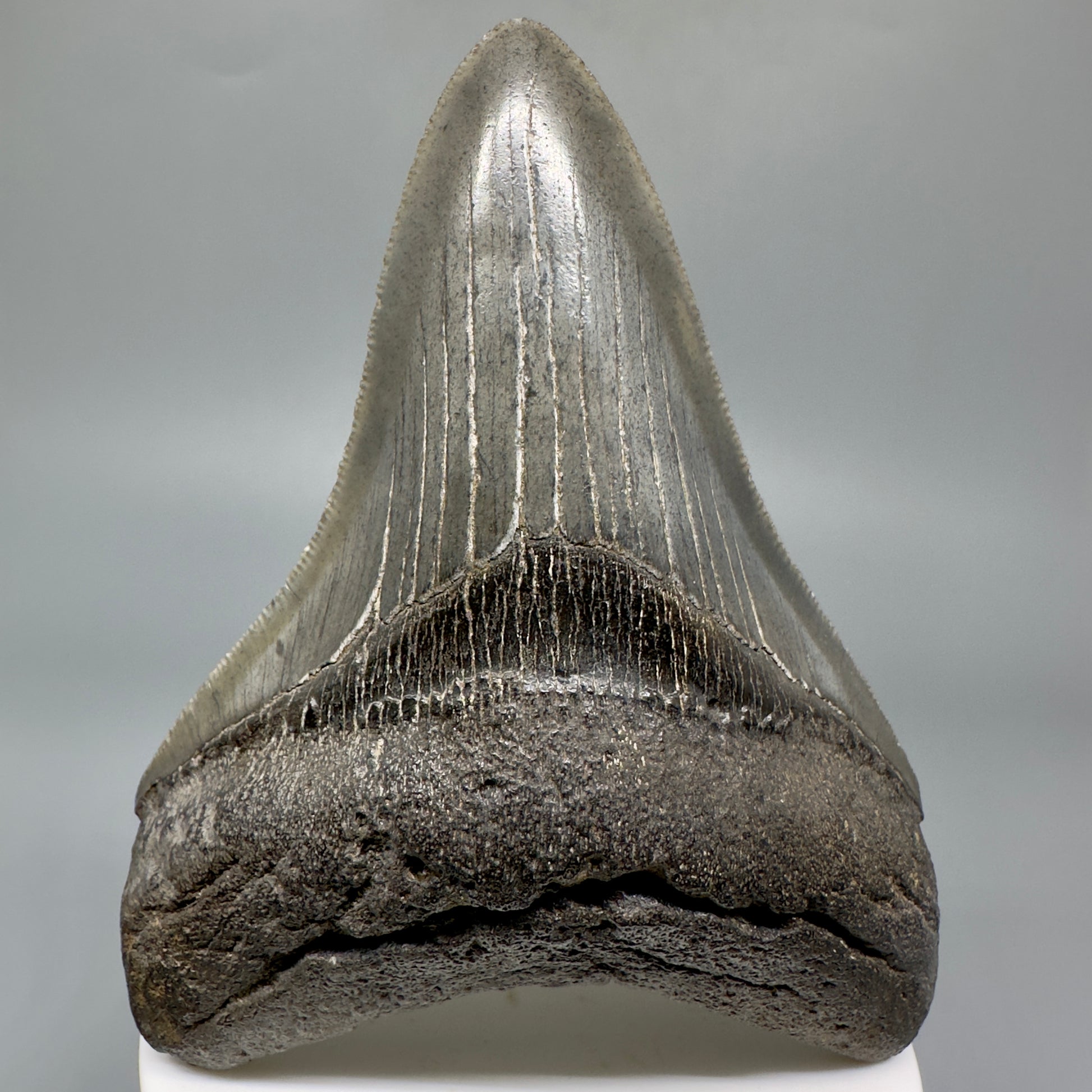 High Quality, Sharply Serrated Lower 3.80" Fossil Megalodon Shark Tooth from South Carolina CM5283 - Front