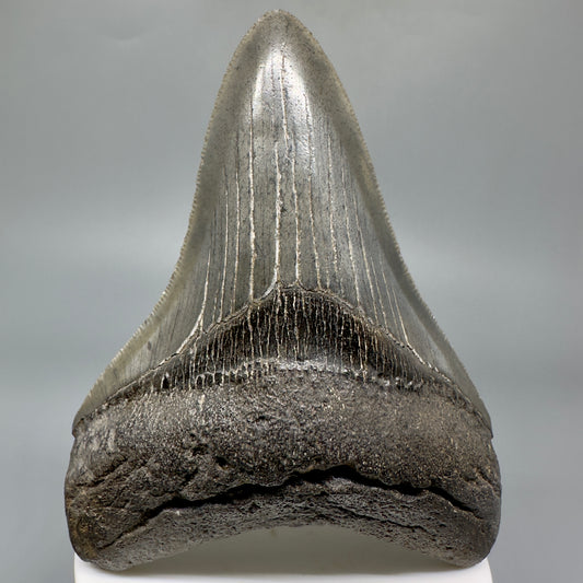 High Quality, Sharply Serrated Lower 3.80" Fossil Megalodon Shark Tooth from South Carolina CM5283 - Front