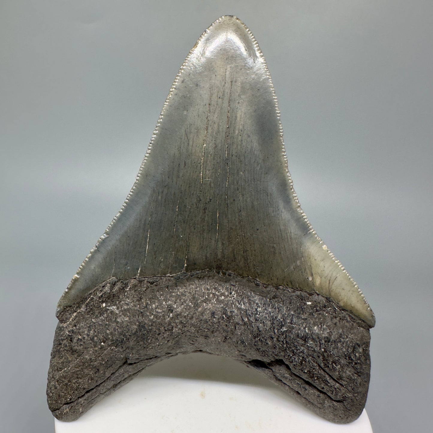 High Quality, Sharply Serrated Lower 3.80" Fossil Megalodon Shark Tooth from South Carolina CM5283 - Back 