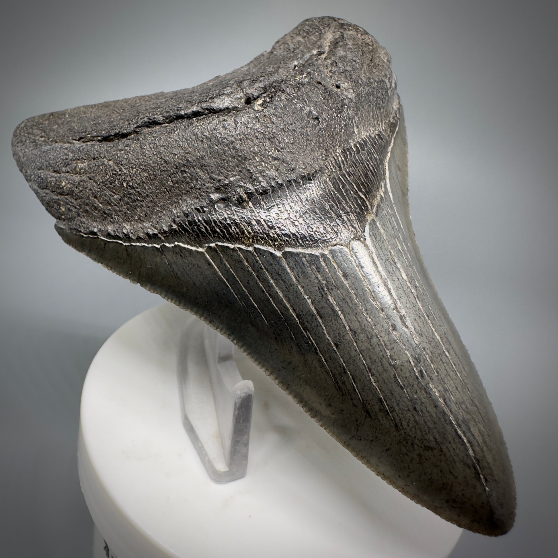 High Quality, Sharply Serrated Lower 3.80" Fossil Megalodon Shark Tooth from South Carolina CM5283 - Front Left