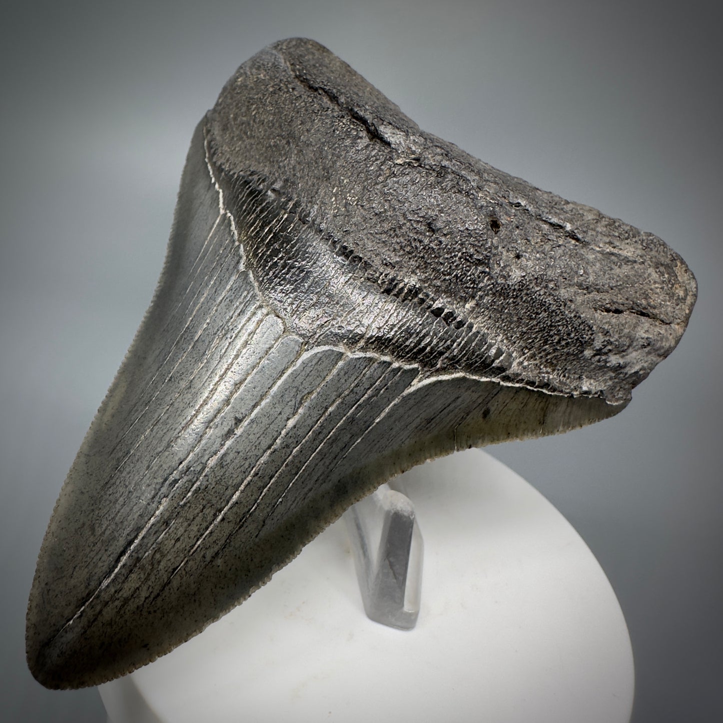 High Quality, Sharply Serrated Lower 3.80" Fossil Megalodon Shark Tooth from South Carolina CM5283 - Front Right