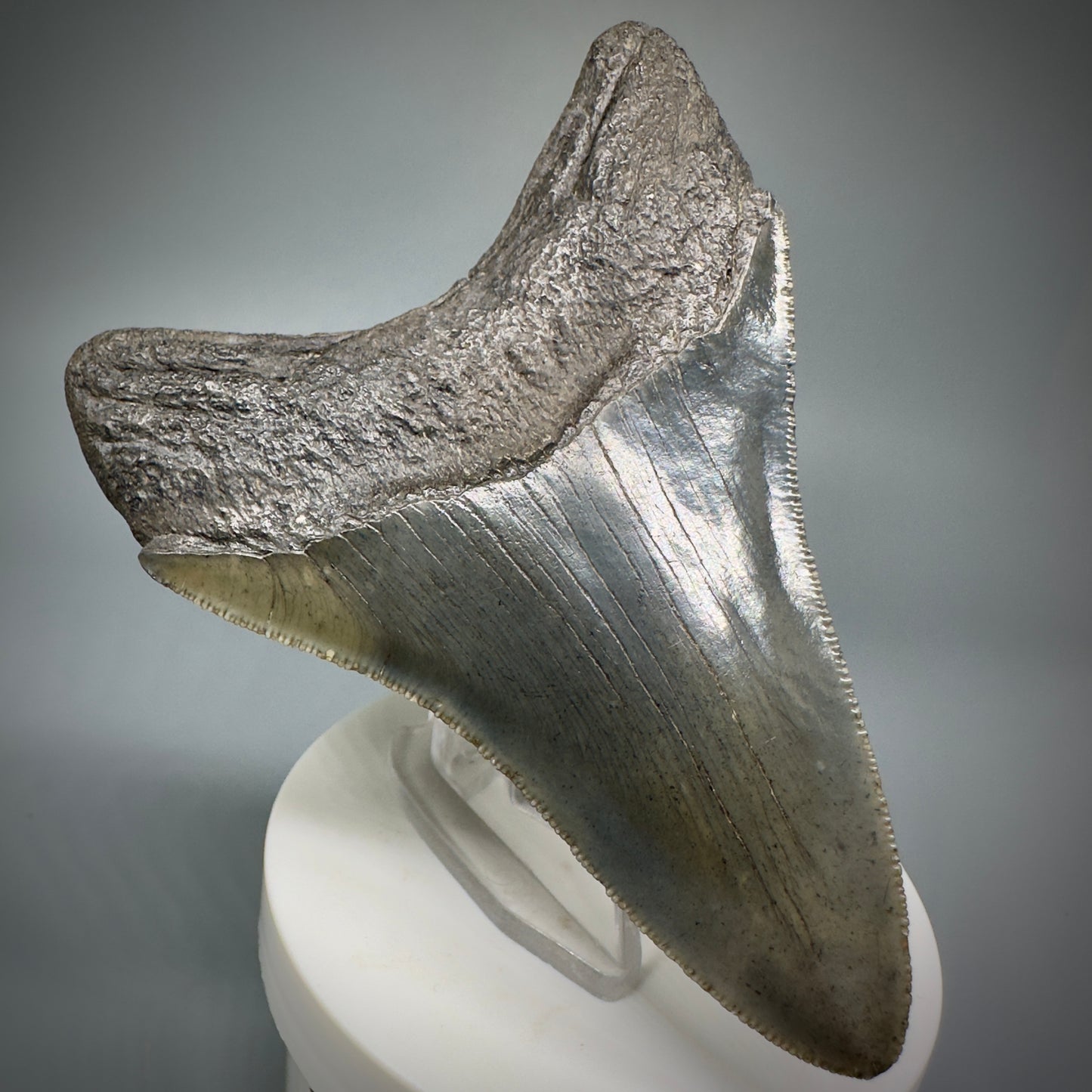 High Quality, Sharply Serrated Lower 3.80" Fossil Megalodon Shark Tooth from South Carolina CM5283 - Back Left