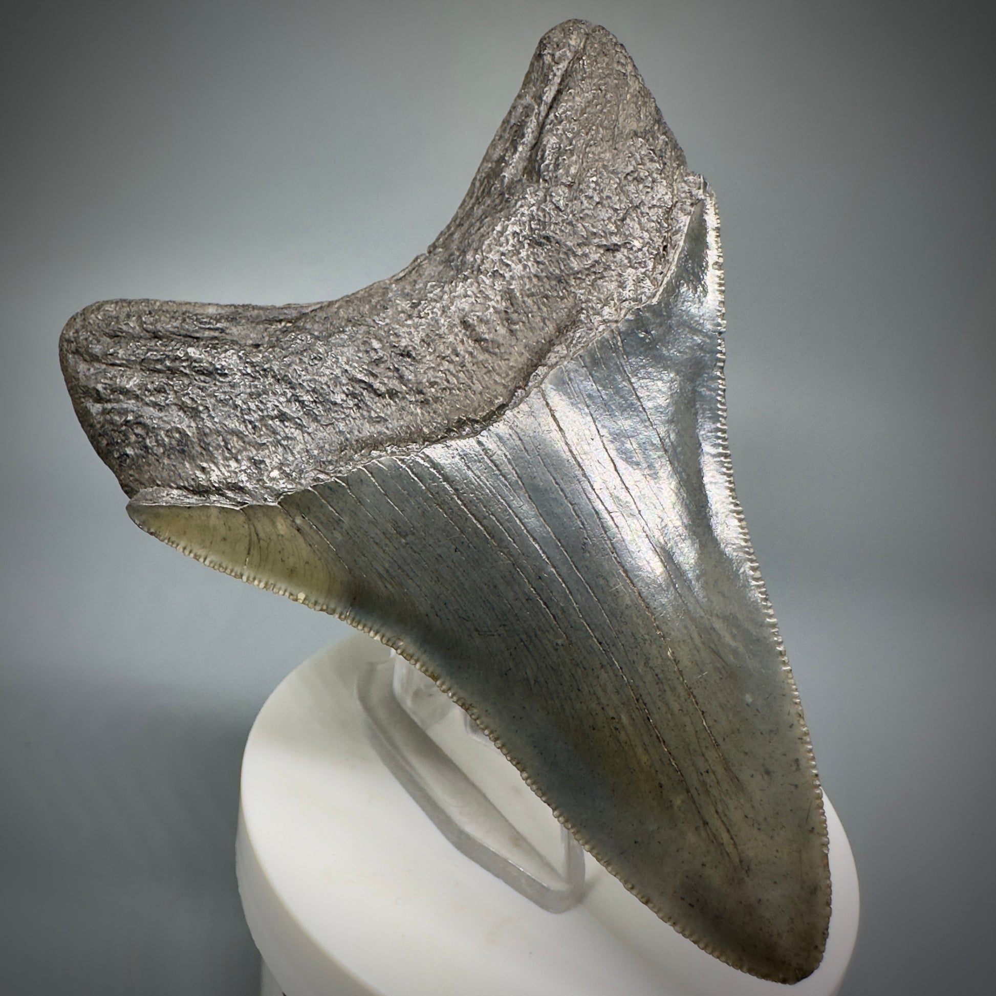 High Quality, Sharply Serrated Lower 3.80" Fossil Megalodon Shark Tooth from South Carolina CM5283 - Back Left