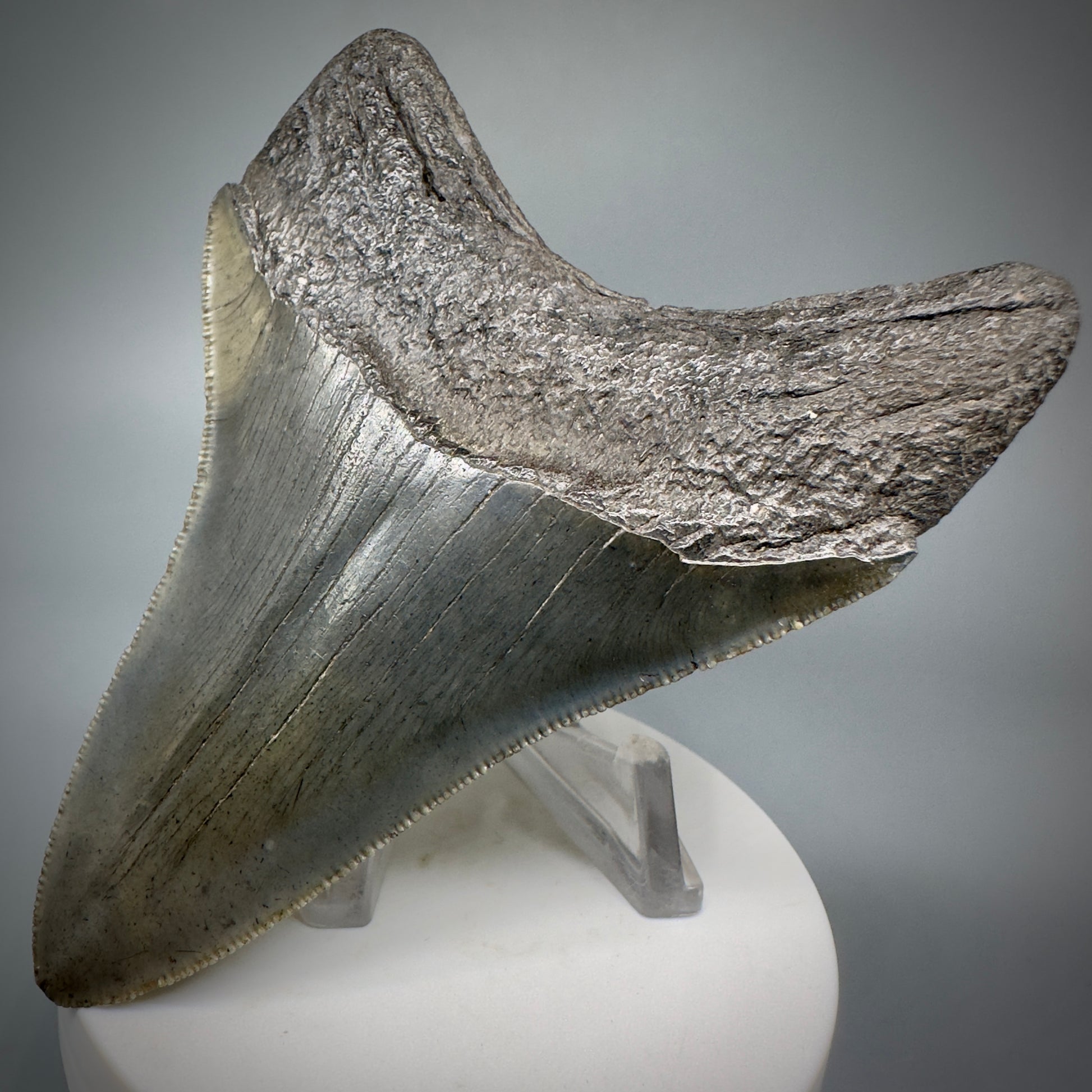 High Quality, Sharply Serrated Lower 3.80" Fossil Megalodon Shark Tooth from South Carolina CM5283 - Back Right