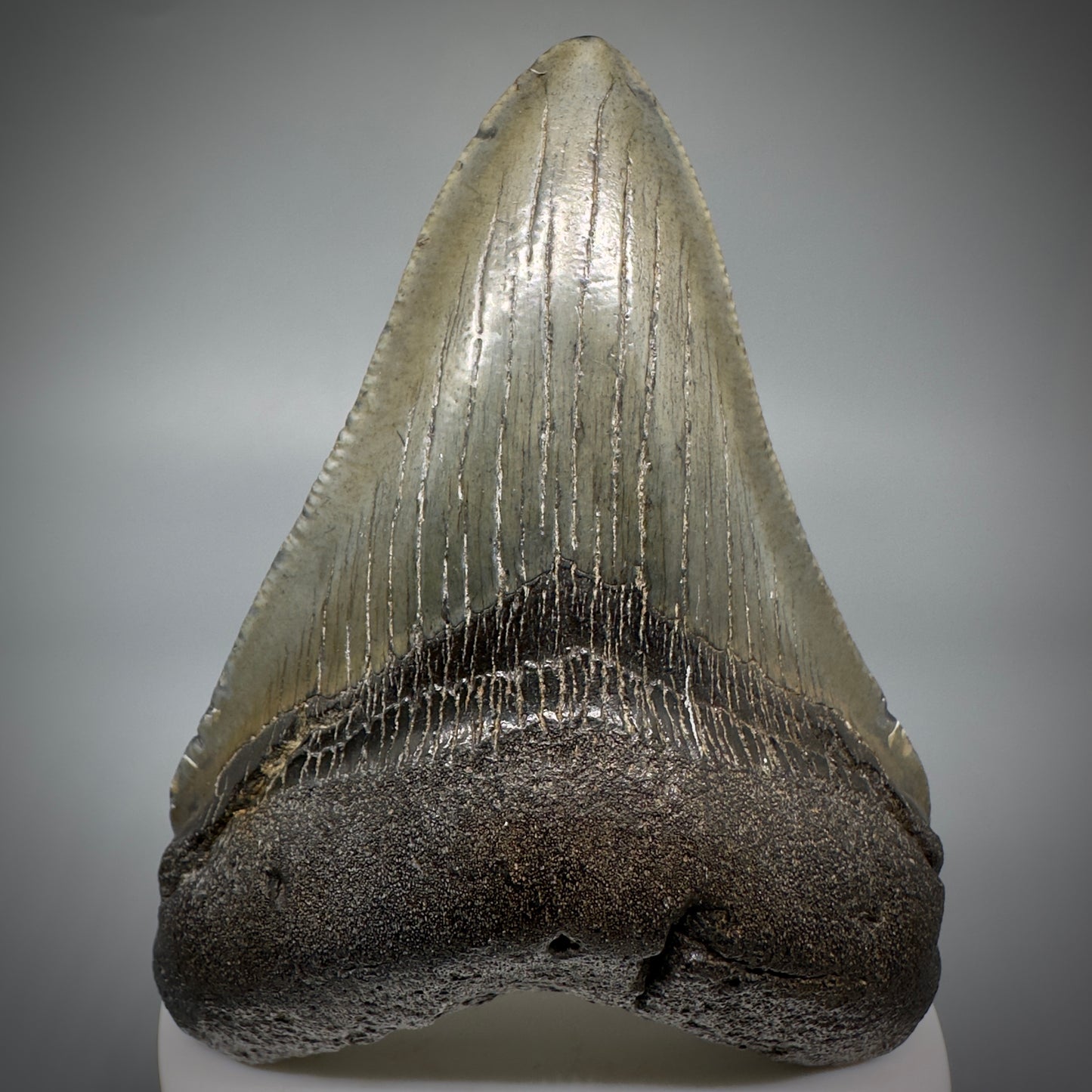 Colorful 3.59" Fossil Megalodon Shark Tooth from South Carolina CM5279 - Front