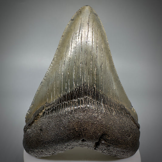 Colorful 3.59" Fossil Megalodon Shark Tooth from South Carolina CM5279 - Front