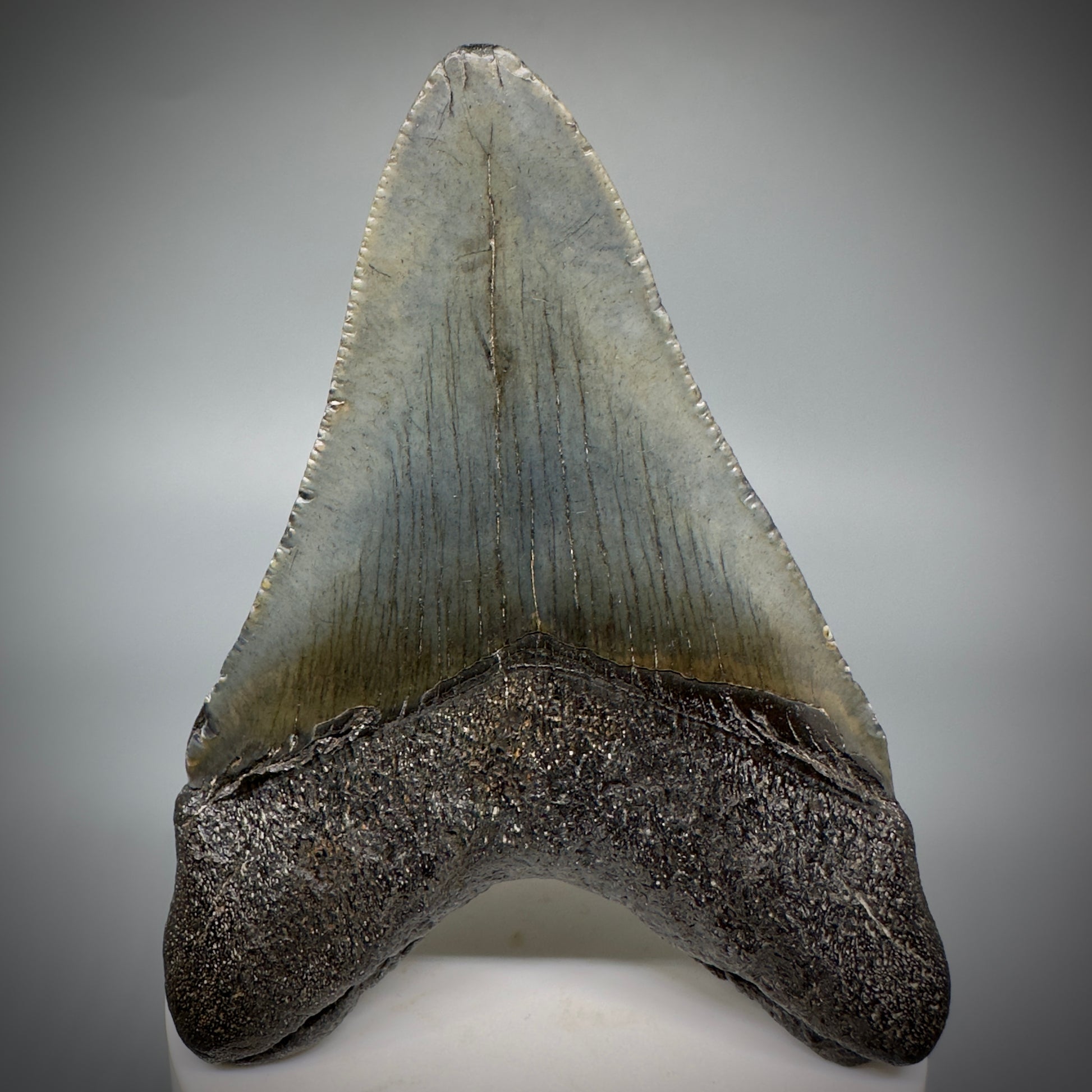 Colorful 3.59" Fossil Megalodon Shark Tooth from South Carolina CM5279 - Back 
