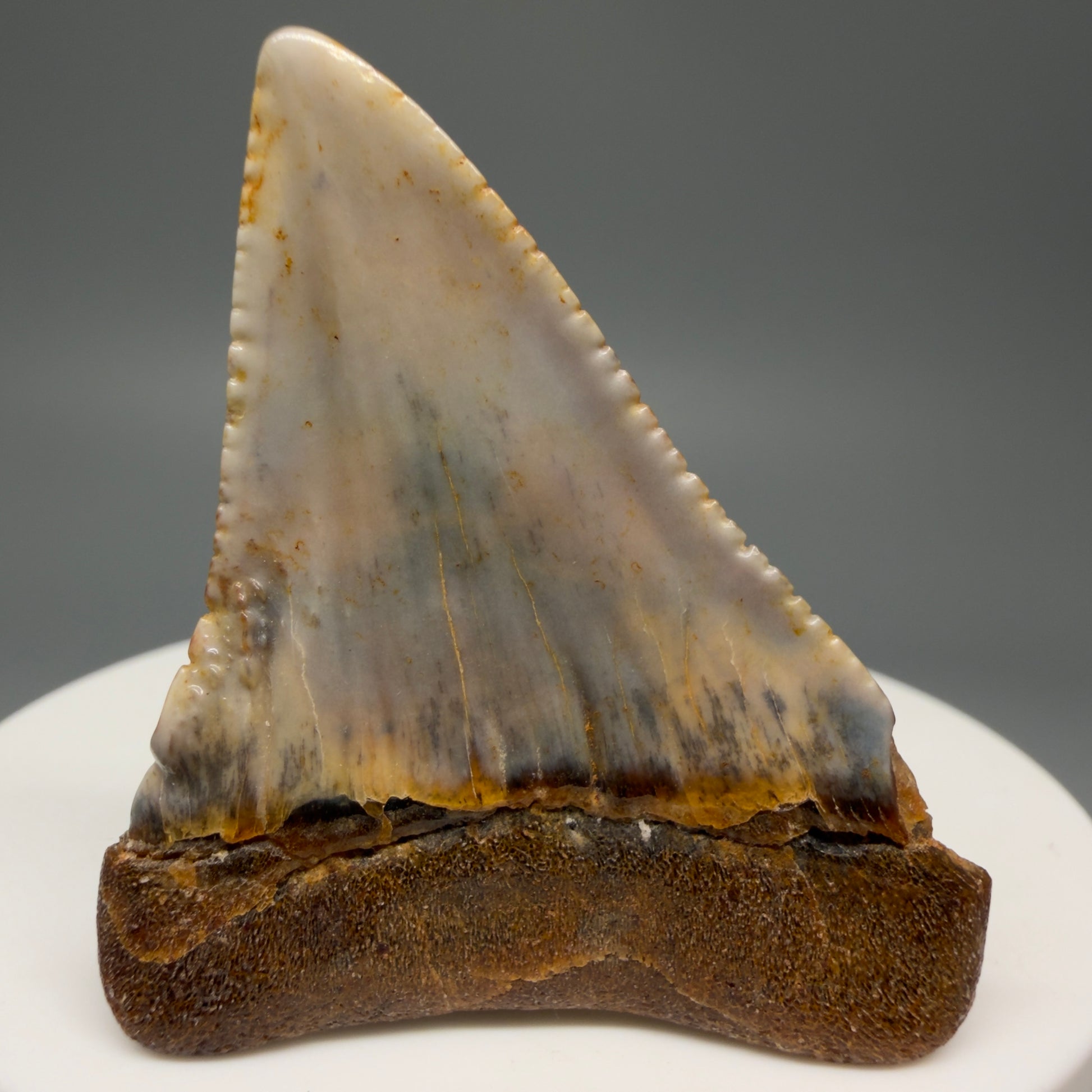 Back View Colorful 1.89" long Fossil Great White Tooth from the deserts of Peru GW1260