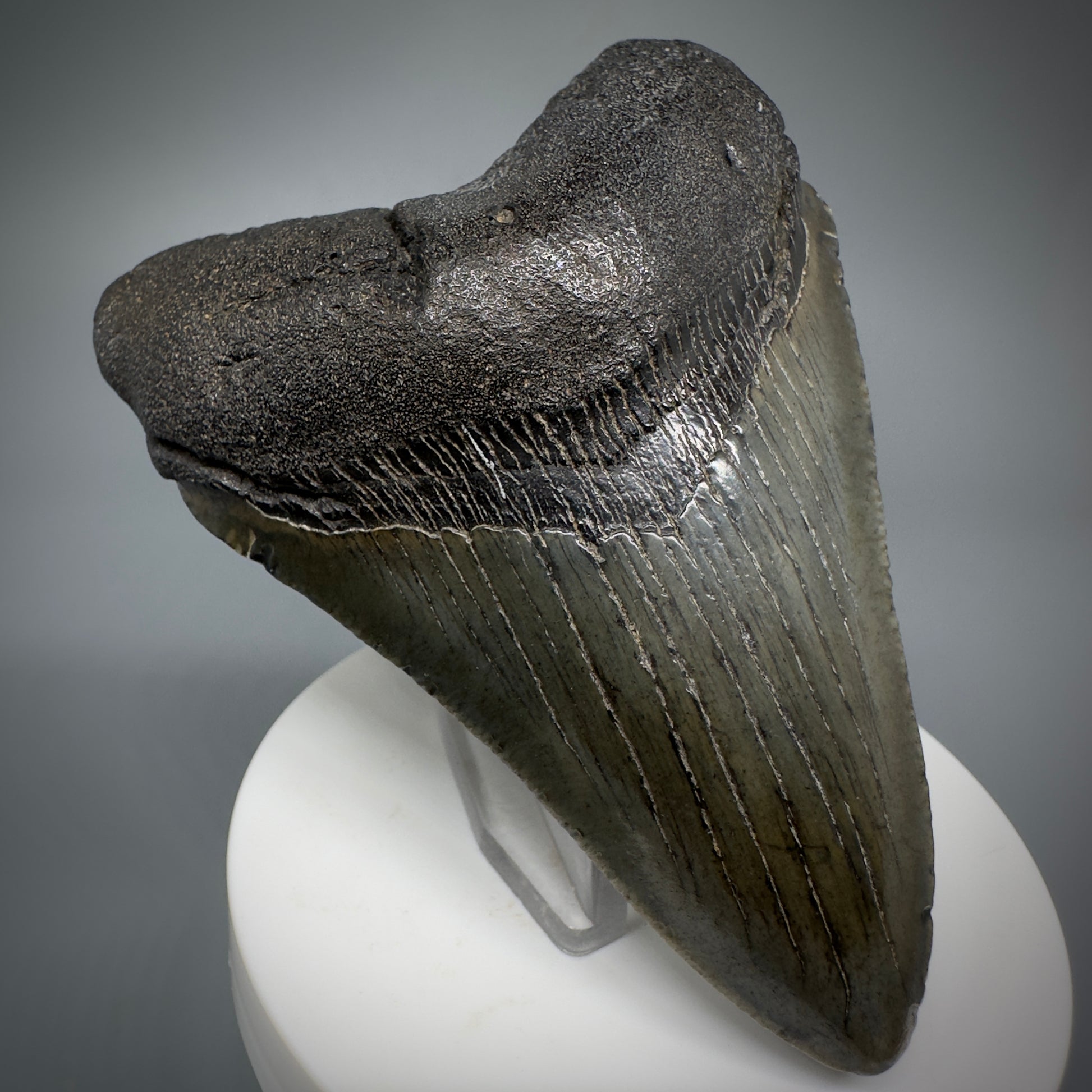 Colorful 3.59" Fossil Megalodon Shark Tooth from South Carolina CM5279 - Front Left