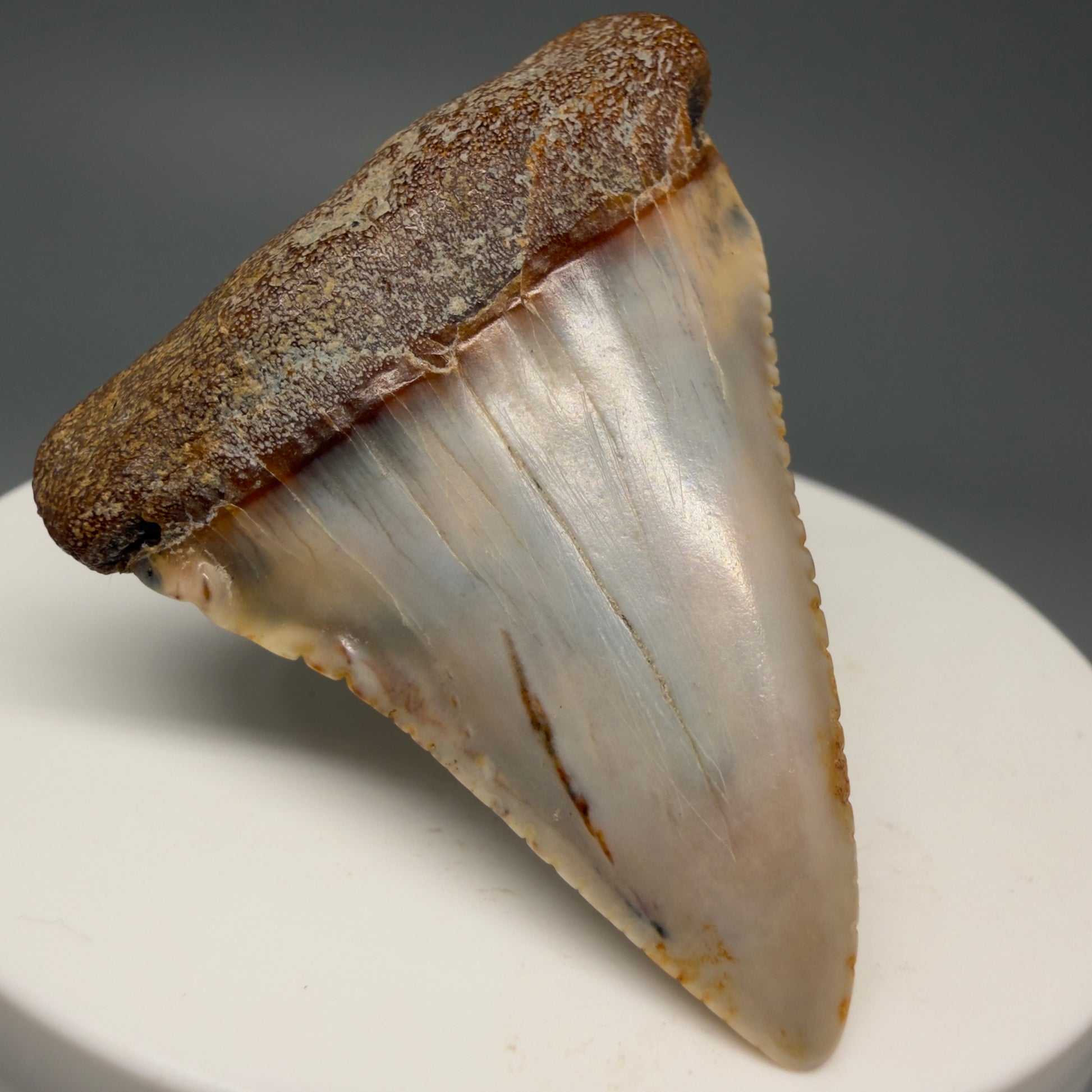 Front Left View Colorful 1.89" long Fossil Great White Tooth from the deserts of Peru GW1260