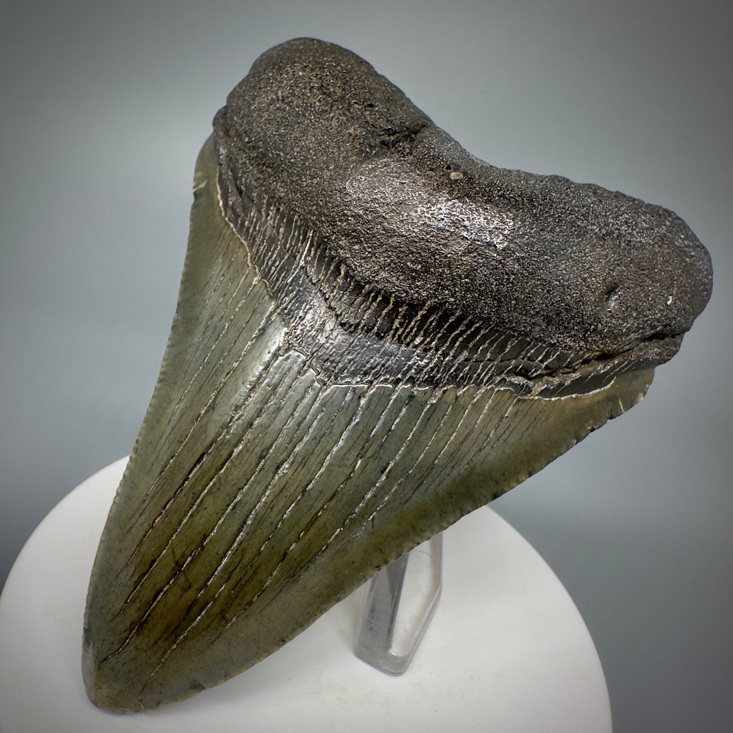 Colorful 3.59" Fossil Megalodon Shark Tooth from South Carolina CM5279 - Front Right