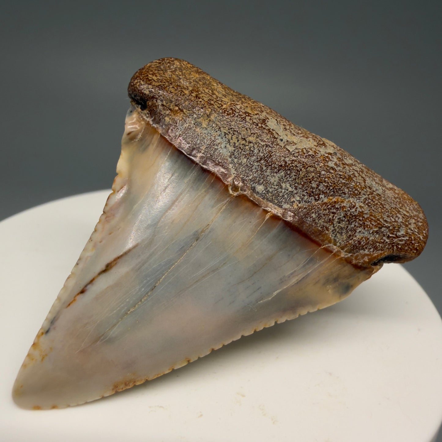 Front Right View Colorful 1.89" long Fossil Great White Tooth from the deserts of Peru GW1260