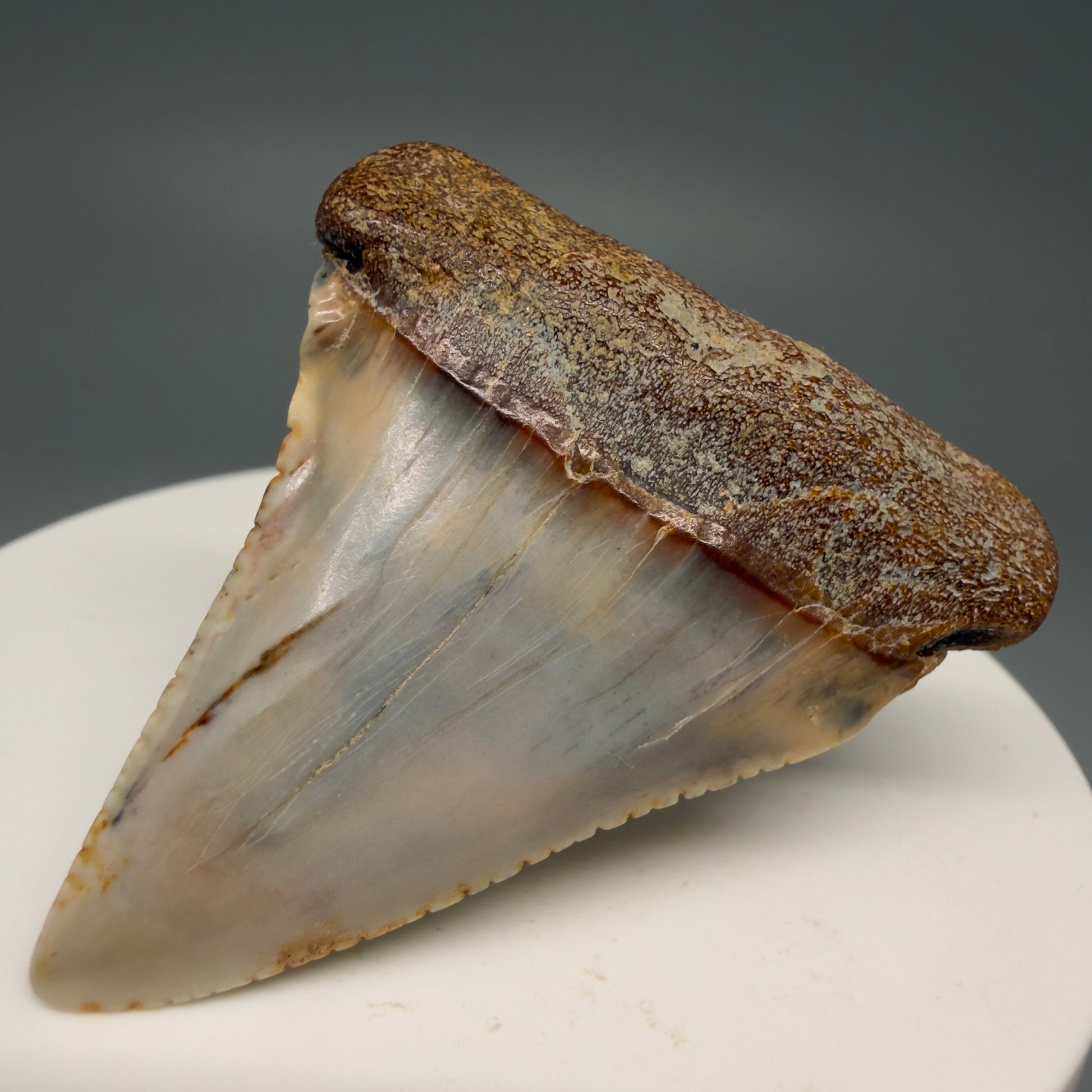 Front Right View Colorful 1.89" long Fossil Great White Tooth from the deserts of Peru GW1260