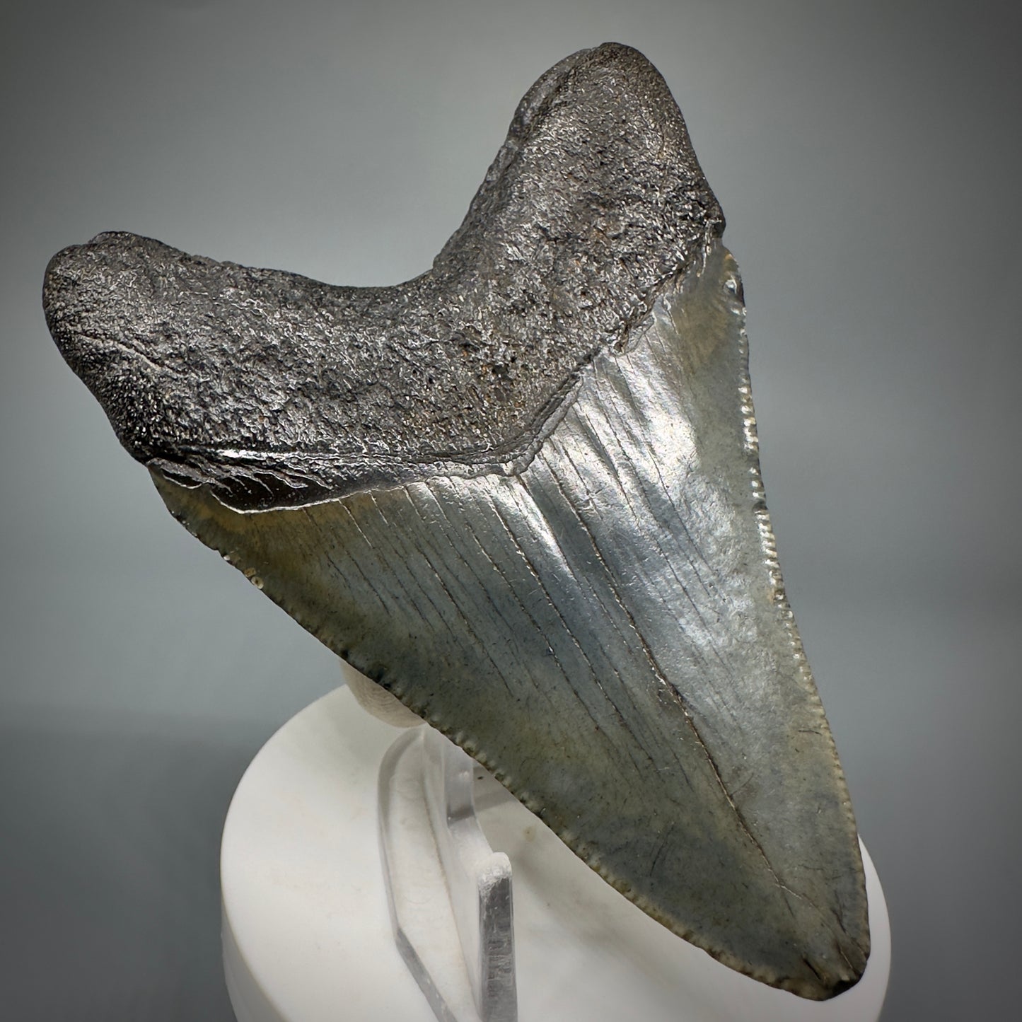 Colorful 3.59" Fossil Megalodon Shark Tooth from South Carolina CM5279 - Back Left