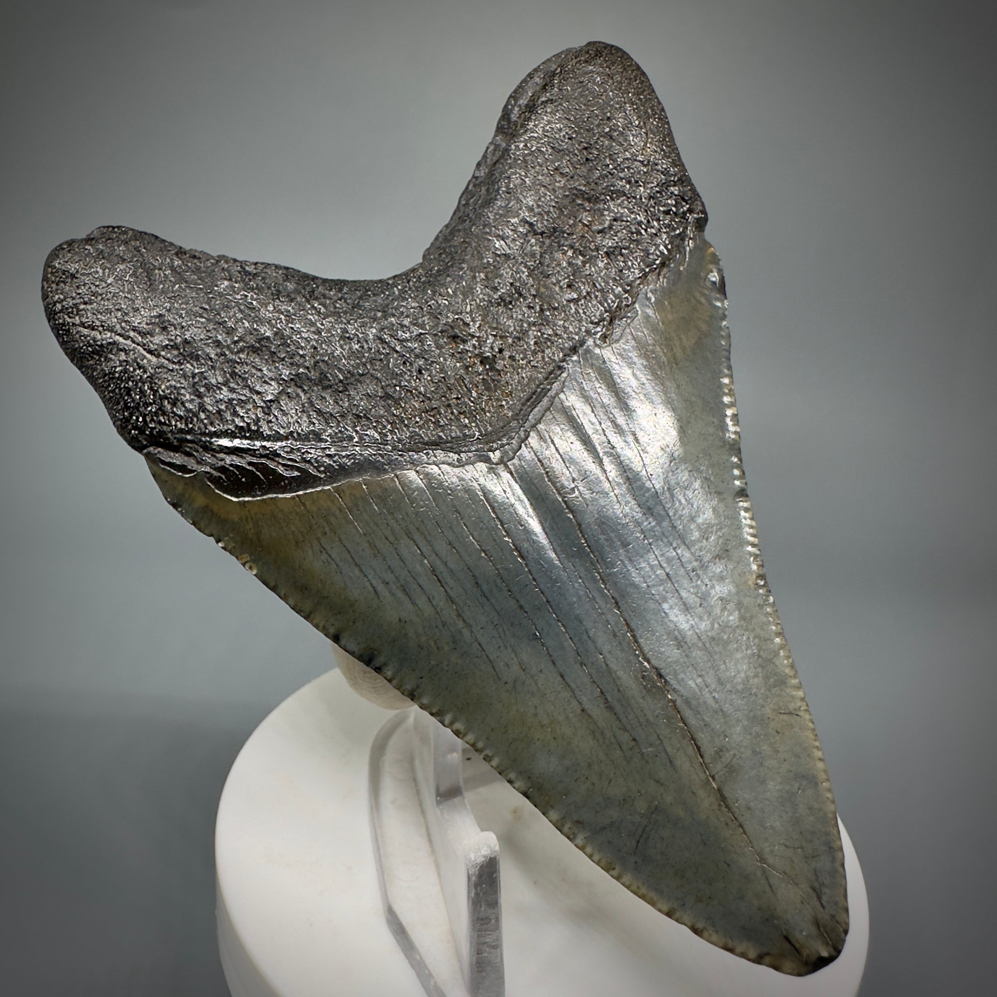 Colorful 3.59" Fossil Megalodon Shark Tooth from South Carolina CM5279 - Back Left