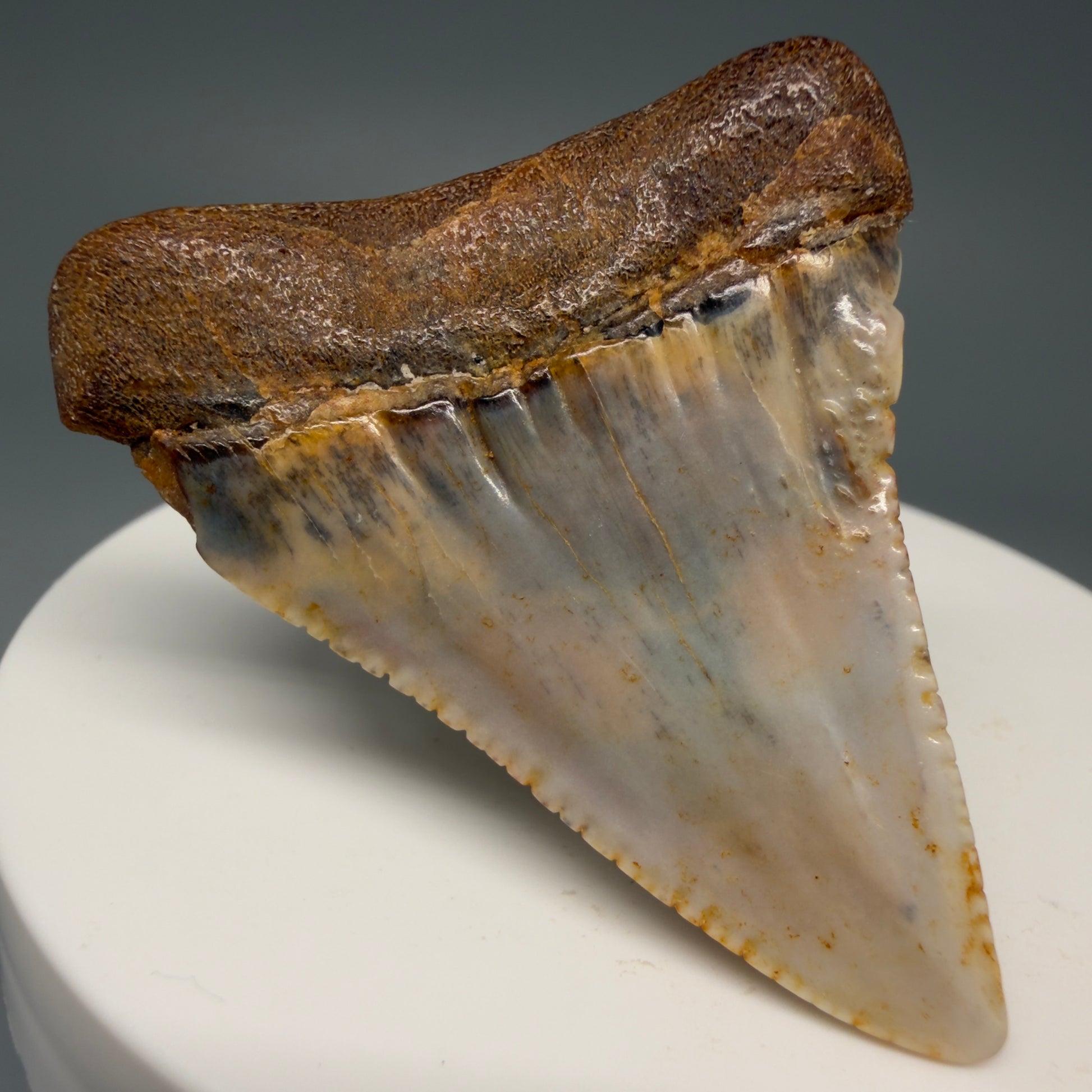 Back Left View Colorful 1.89" long Fossil Great White Tooth from the deserts of Peru GW1260
