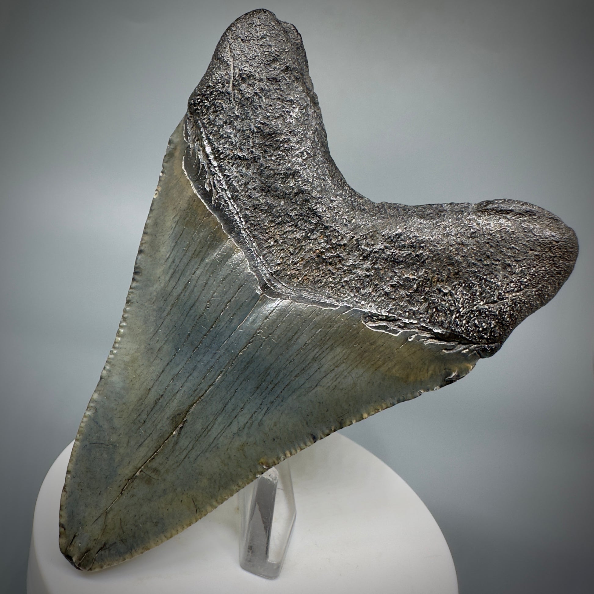Colorful 3.59" Fossil Megalodon Shark Tooth from South Carolina CM5279 - Back Right
